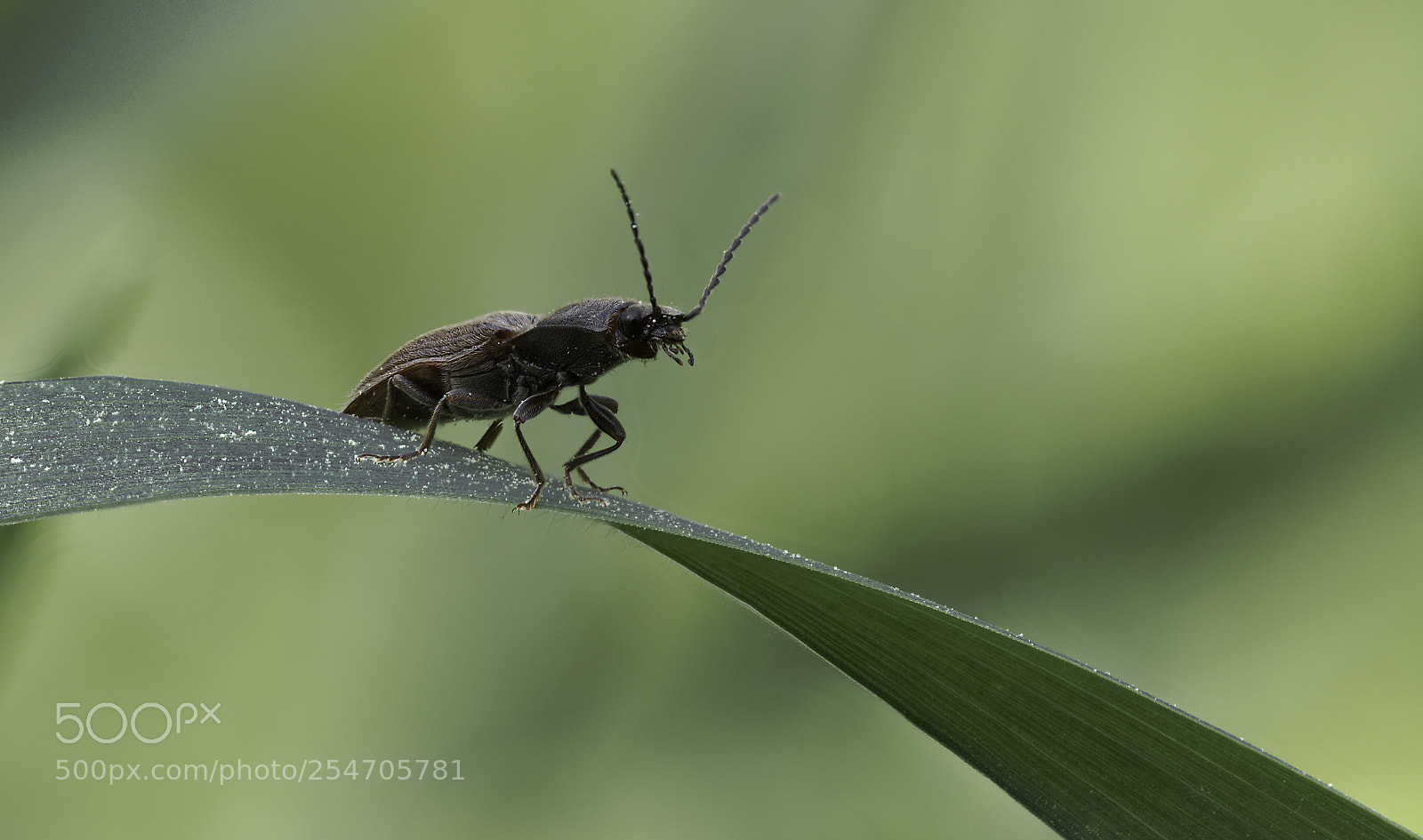 Olympus OM-D E-M1 Mark II sample photo. Elateridae photography
