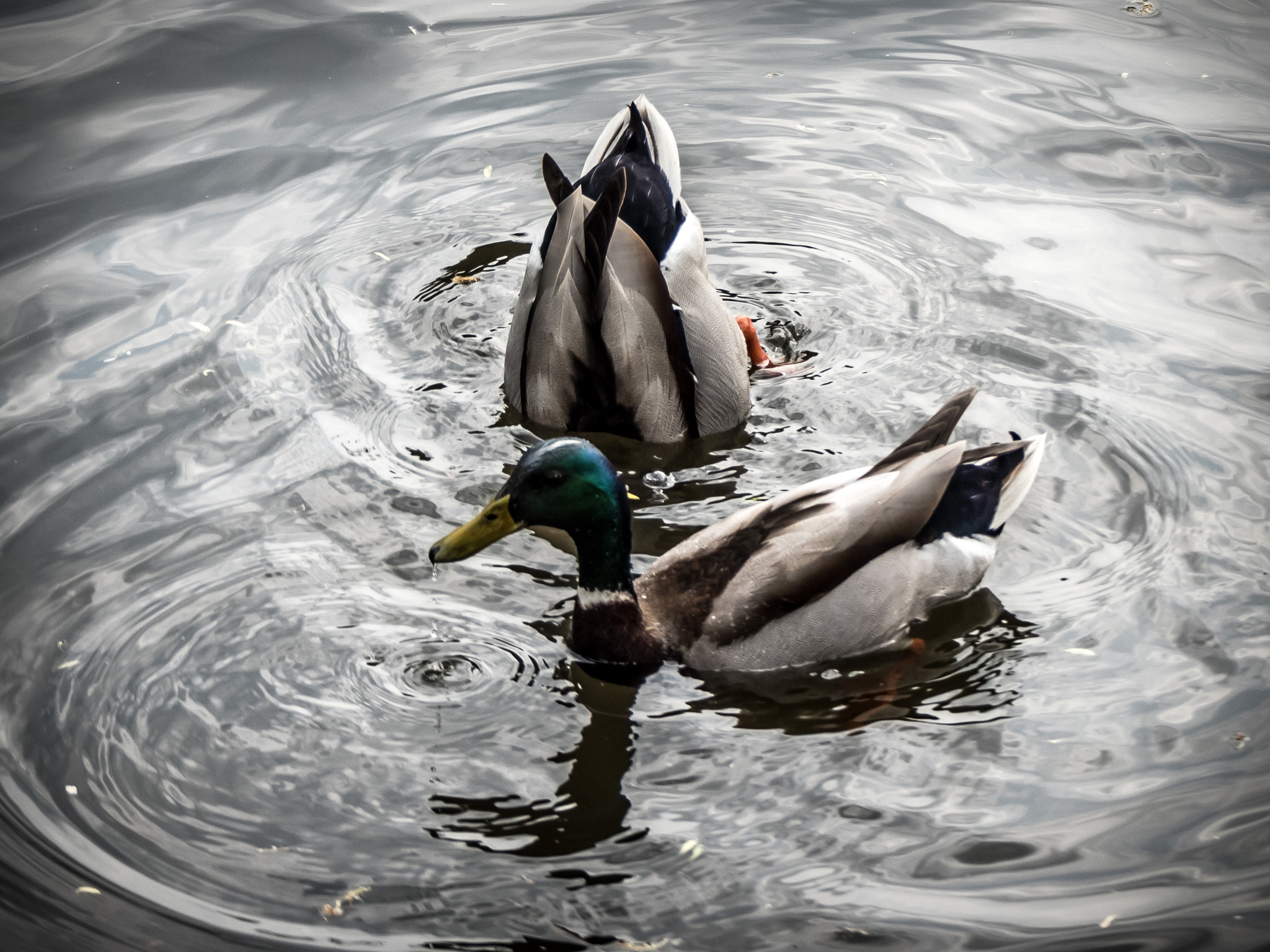 Panasonic DMC-FZ330 sample photo. Diving ducks photography