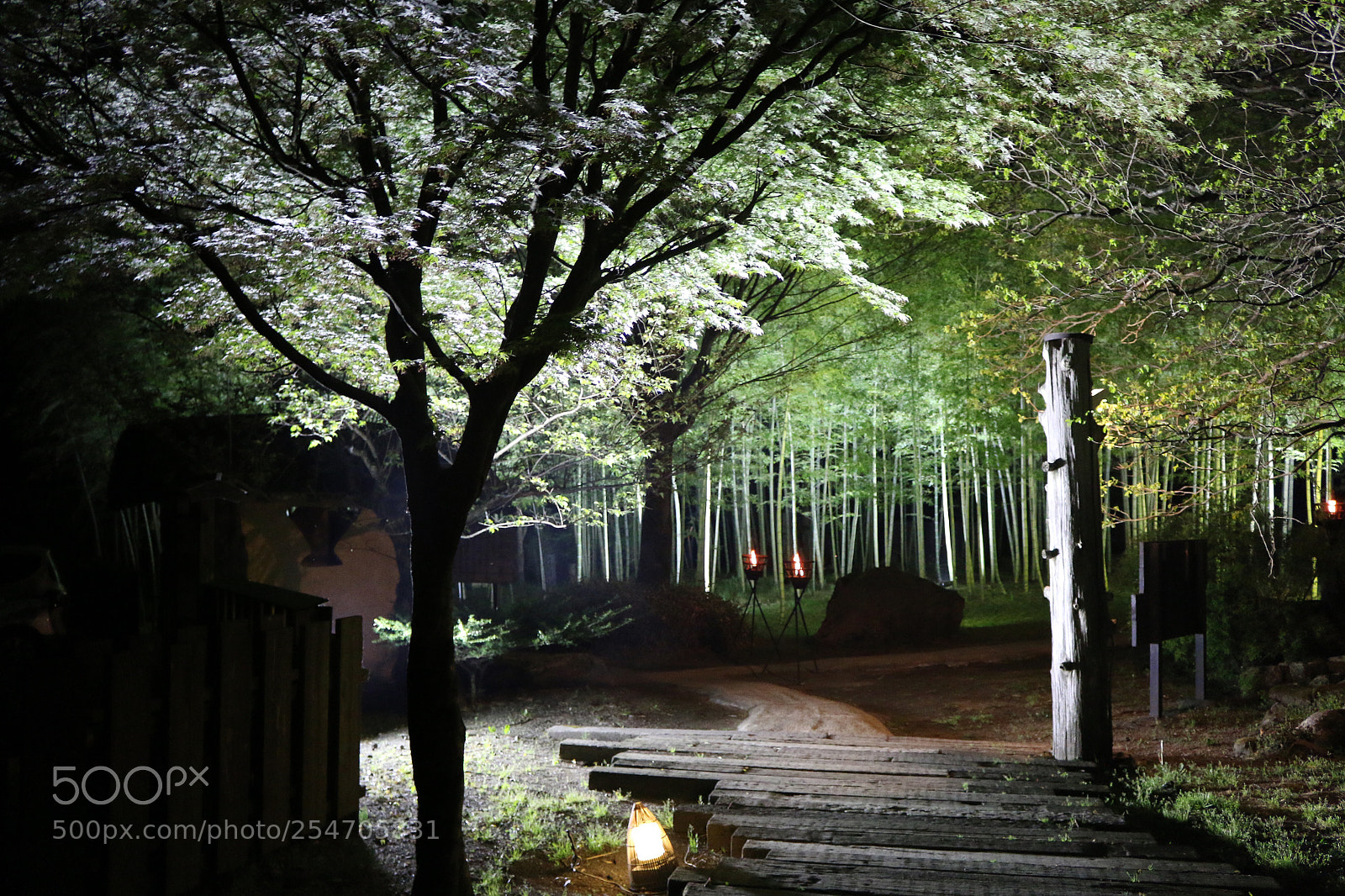 Canon EOS 70D sample photo. Bamboo photography