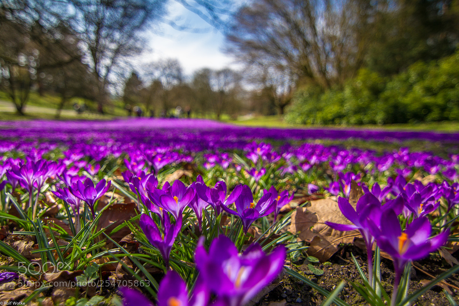 Canon EOS 7D sample photo. Eine million krokusse im photography