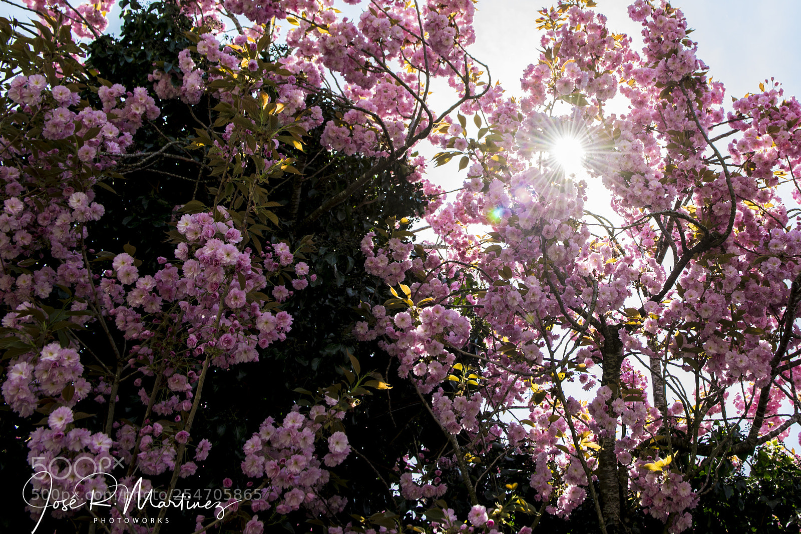 Nikon D5 sample photo. 20180422_0002.jpg photography