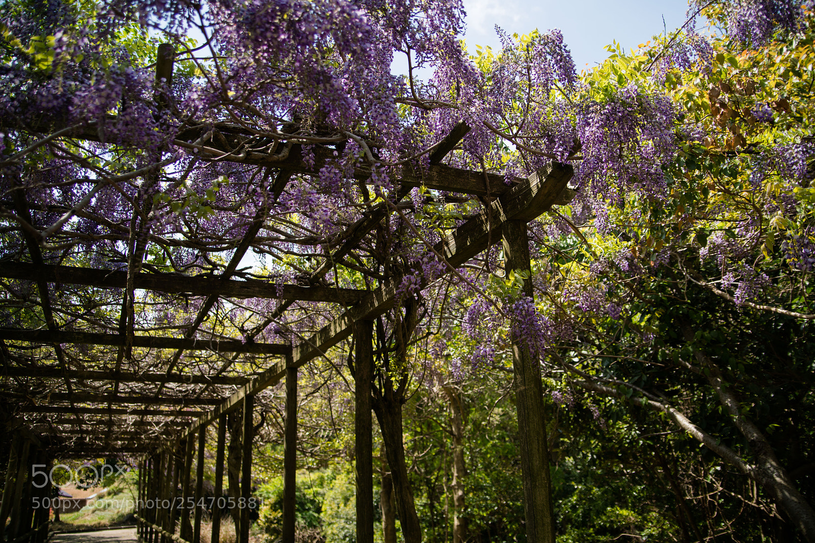 Sony a7R II sample photo. Tsushima photography
