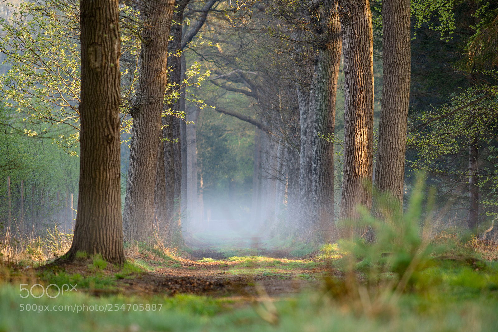 Nikon D7200 sample photo. Foggy morning photography