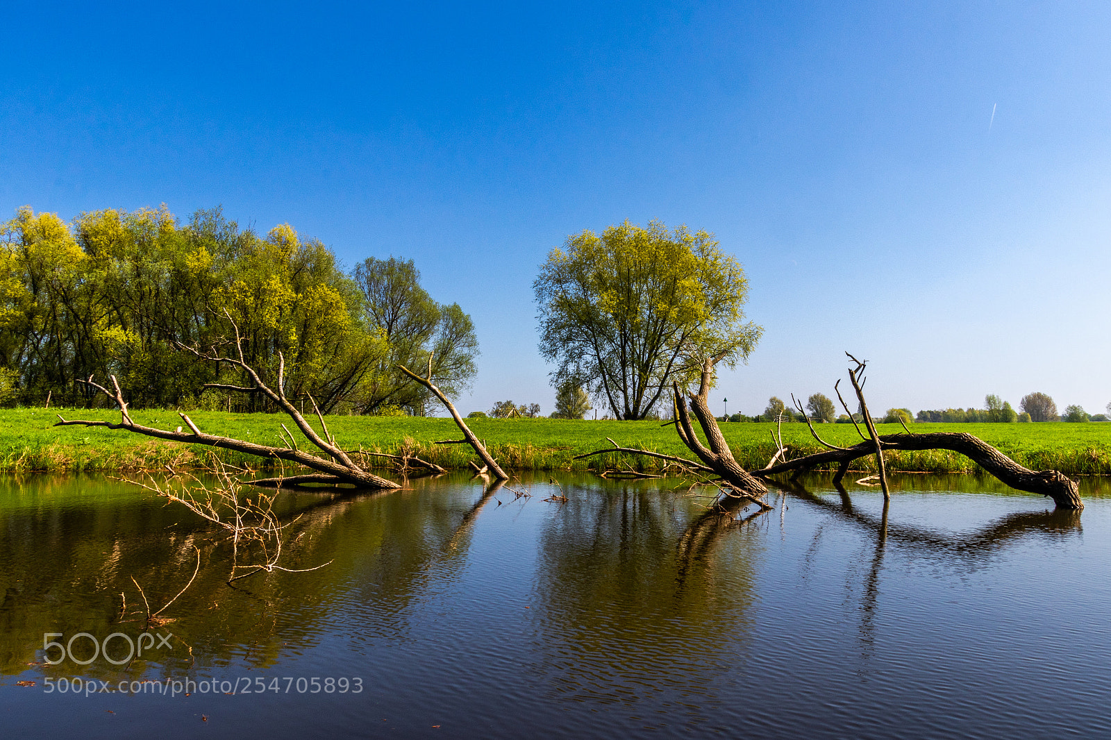Canon EOS 80D sample photo. Branch in water photography