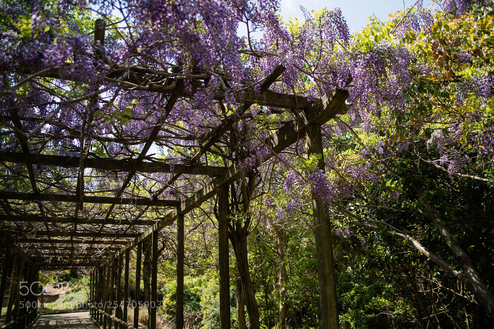 Sony a7R II sample photo. Tsushima photography