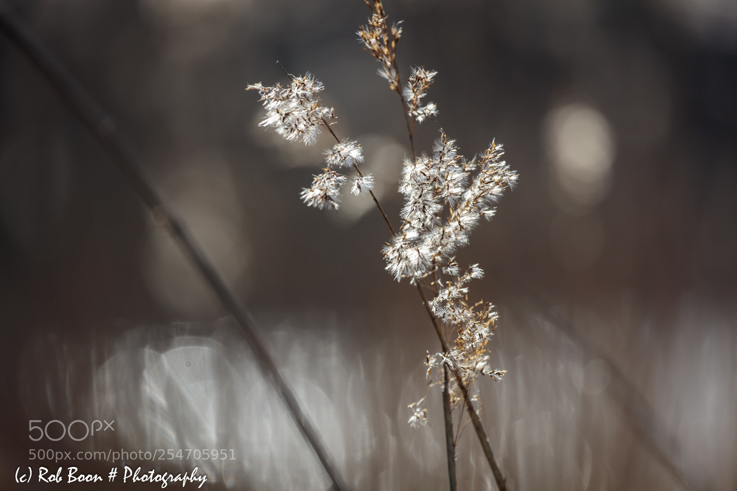 Canon EOS 5DS sample photo. Reed @ göhren photography