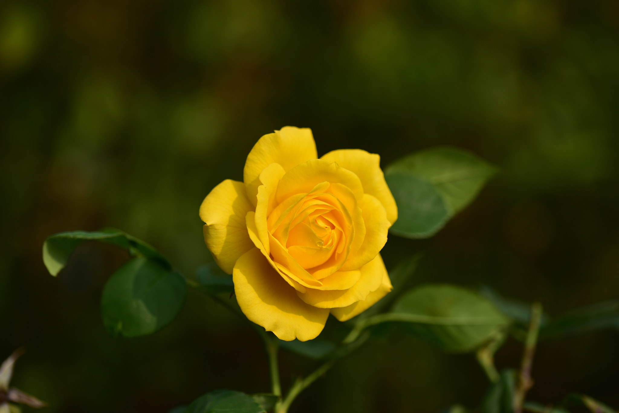 Sigma 105mm F2.8 EX DG OS HSM sample photo. 黃玫瑰 photography