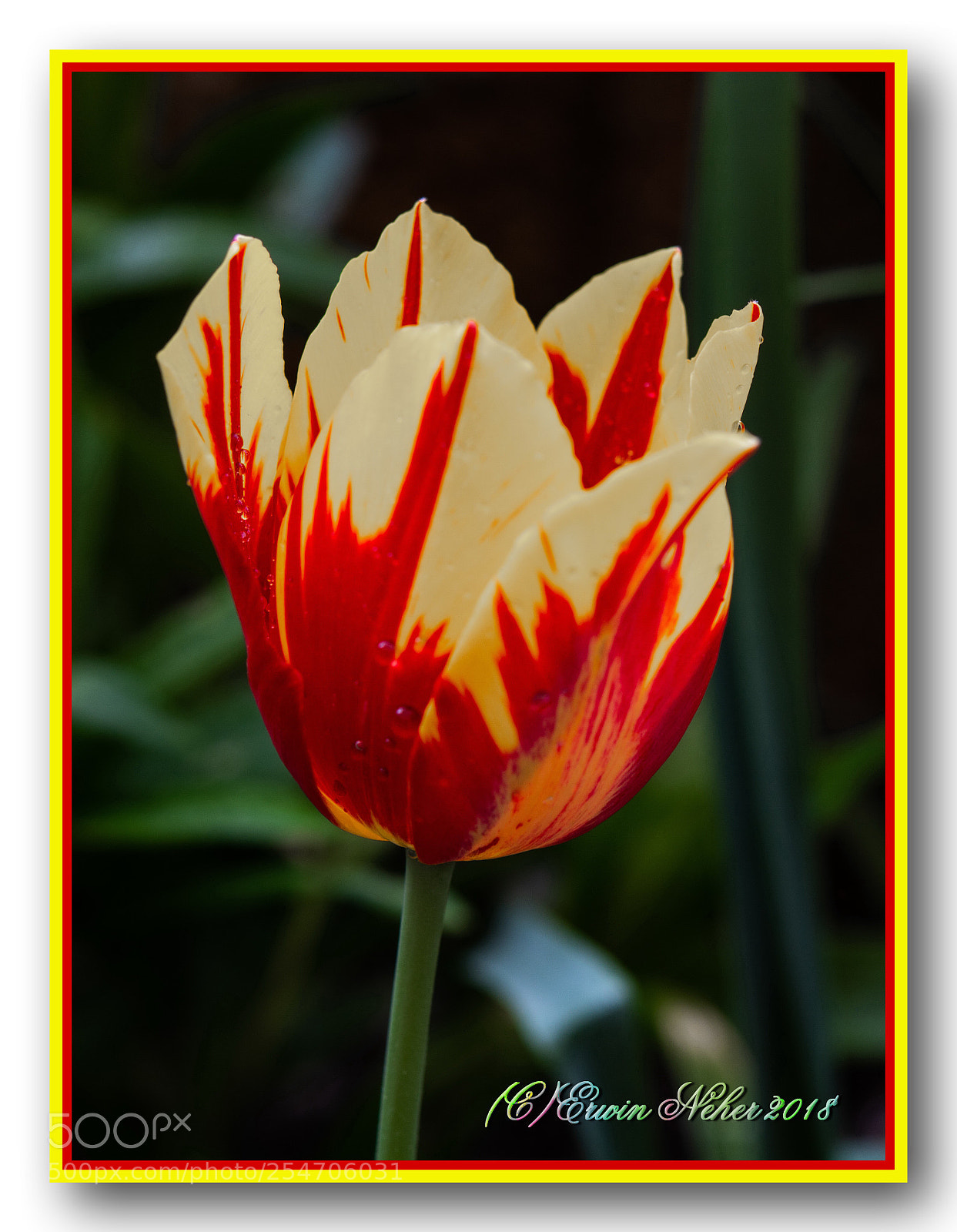 Nikon D7100 sample photo. Tulip...5 photography