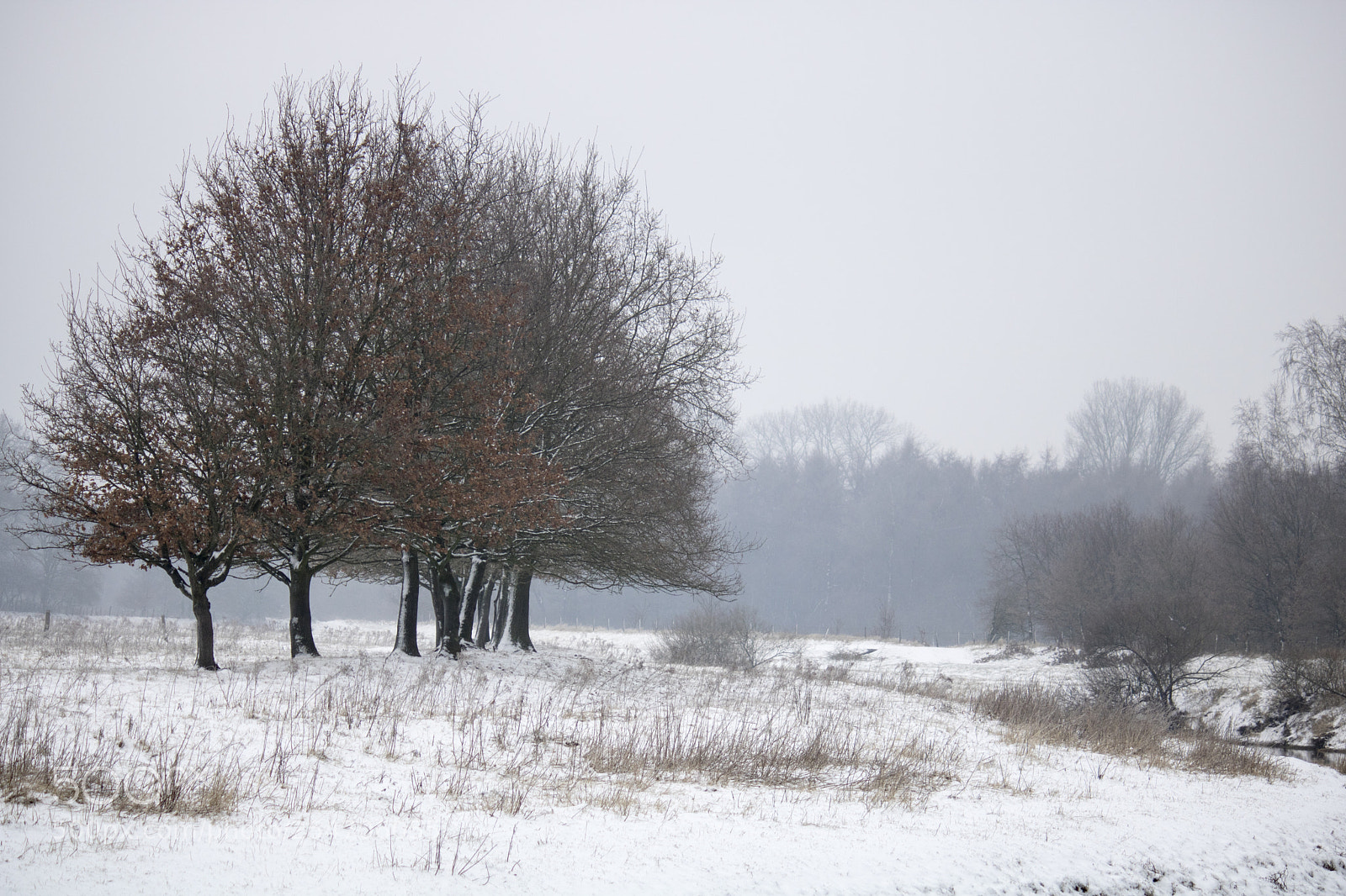 Canon EOS 750D (EOS Rebel T6i / EOS Kiss X8i) sample photo. Wintertrees photography