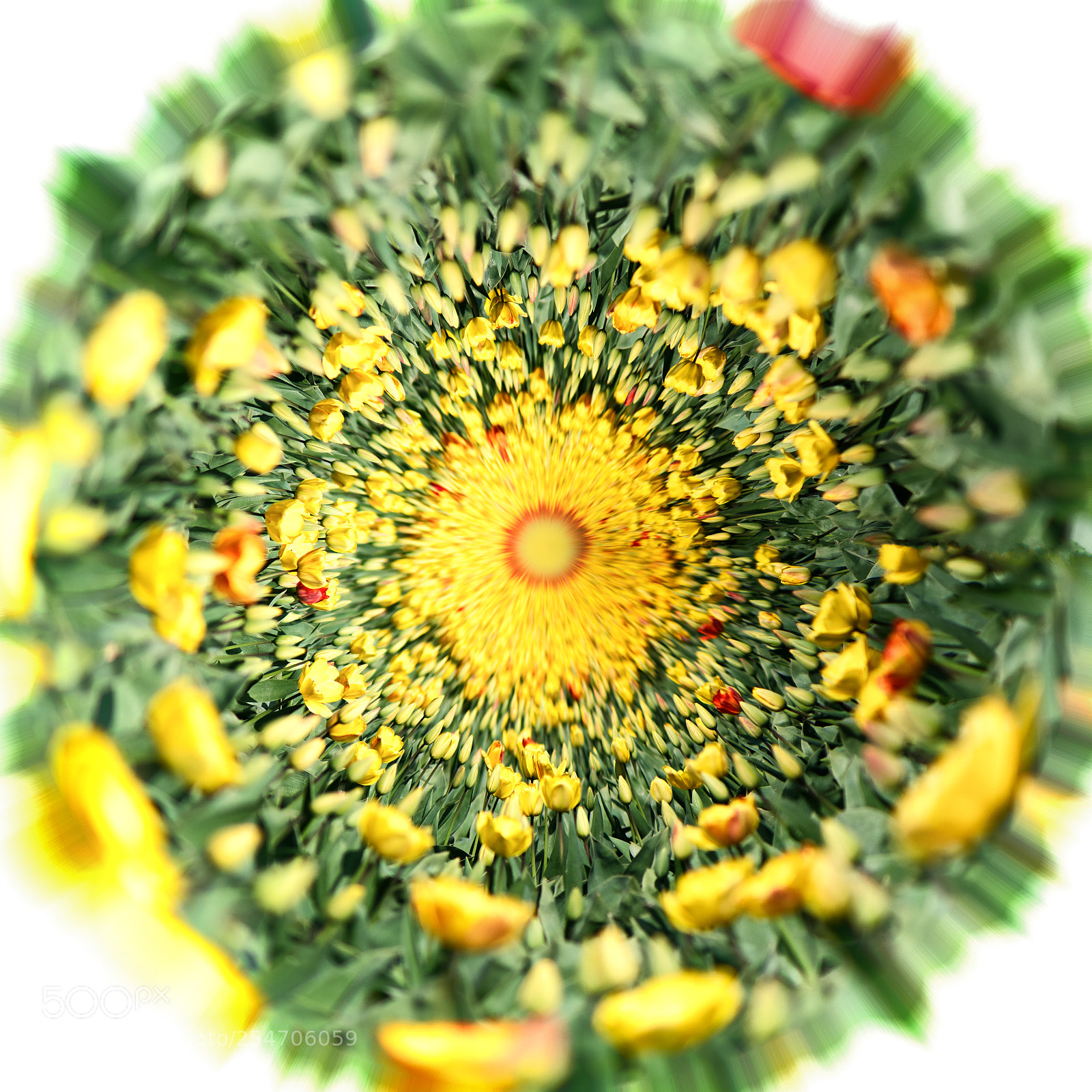 Nikon D850 sample photo. A globe of tulips photography