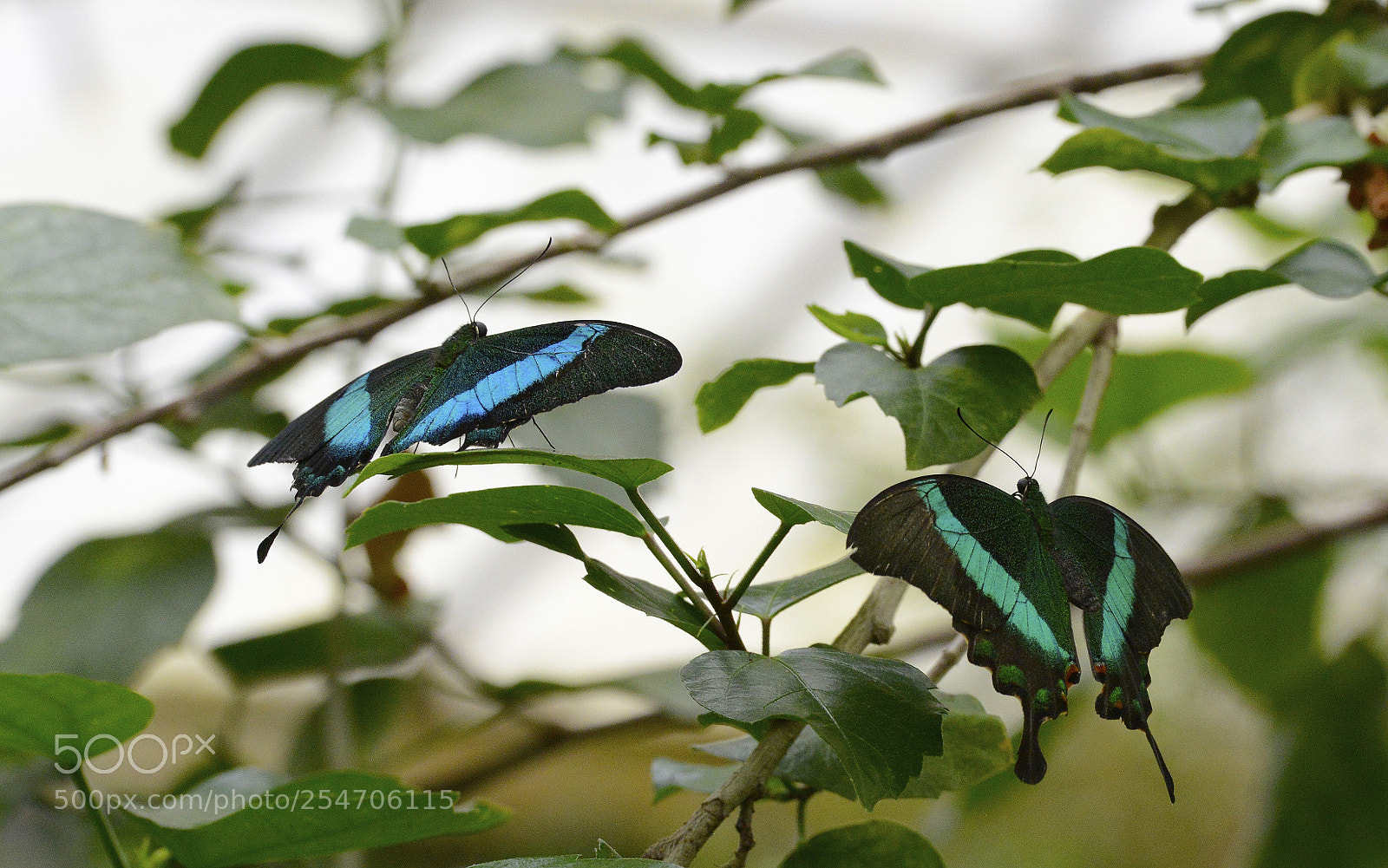 Nikon D800 sample photo. Me and you photography