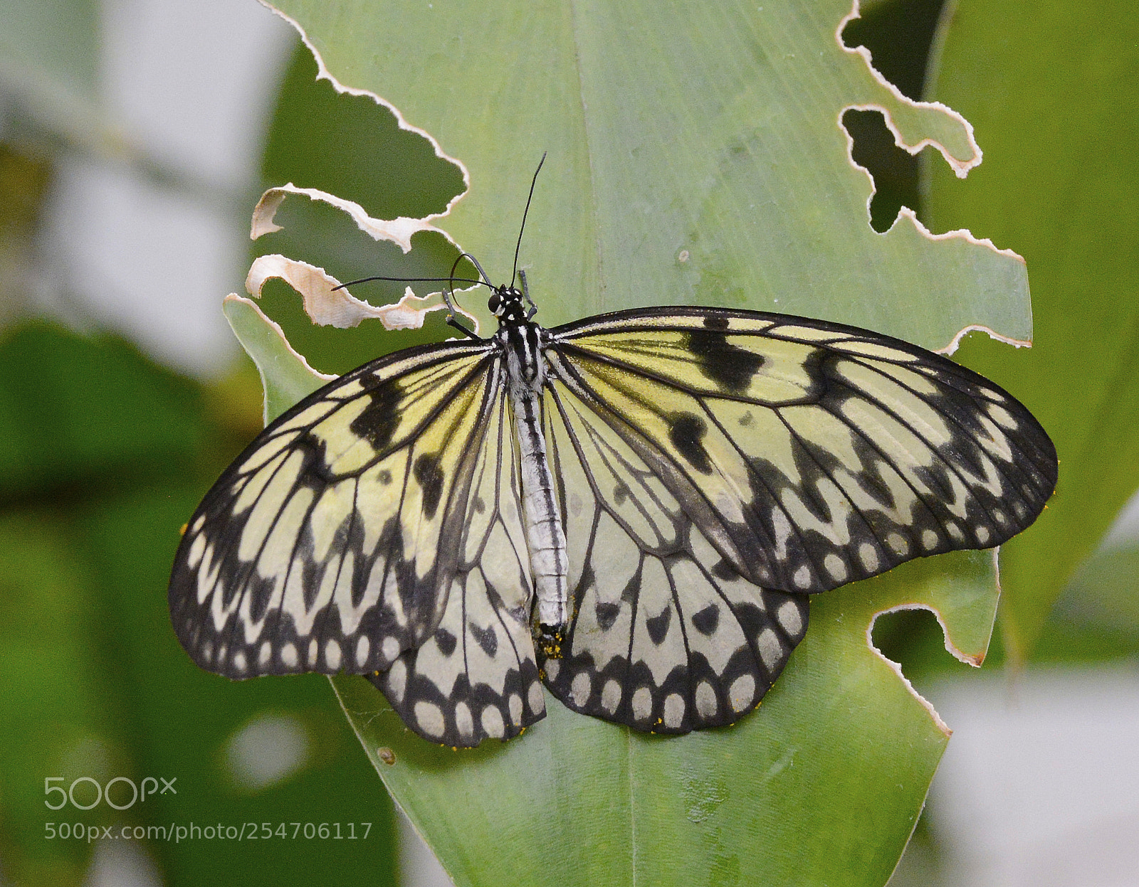 Nikon D800 sample photo. Munch munch photography