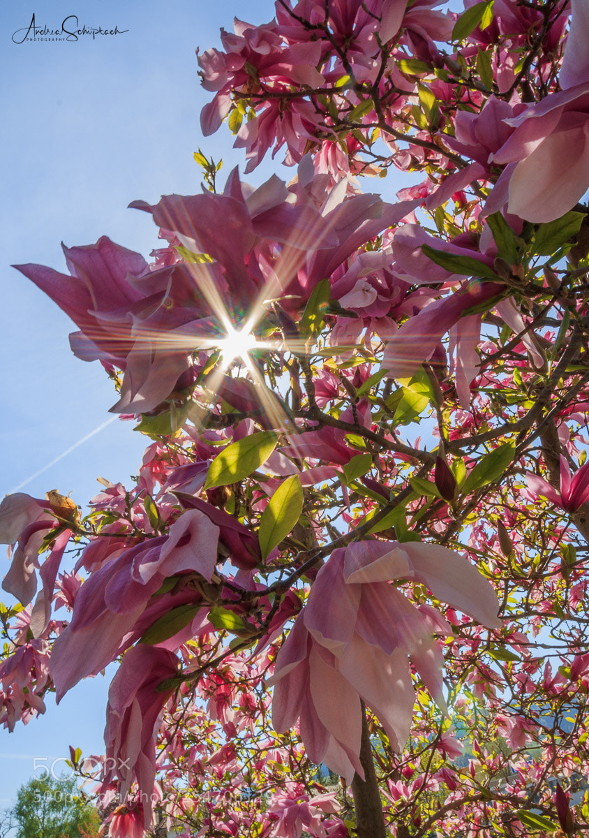 Canon EOS 70D sample photo. Magnolia photography