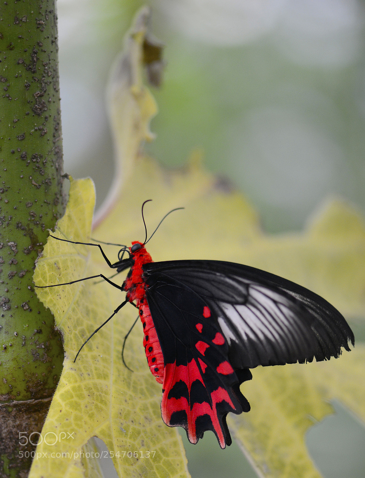 Nikon D800 sample photo. Red devil photography