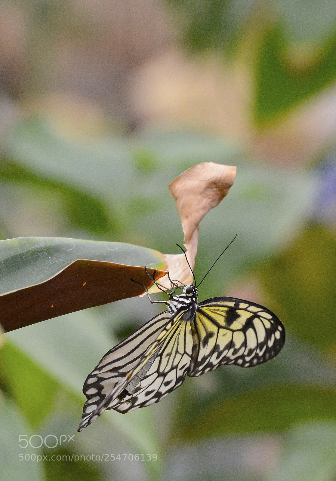 Nikon D800 sample photo. Upside down photography