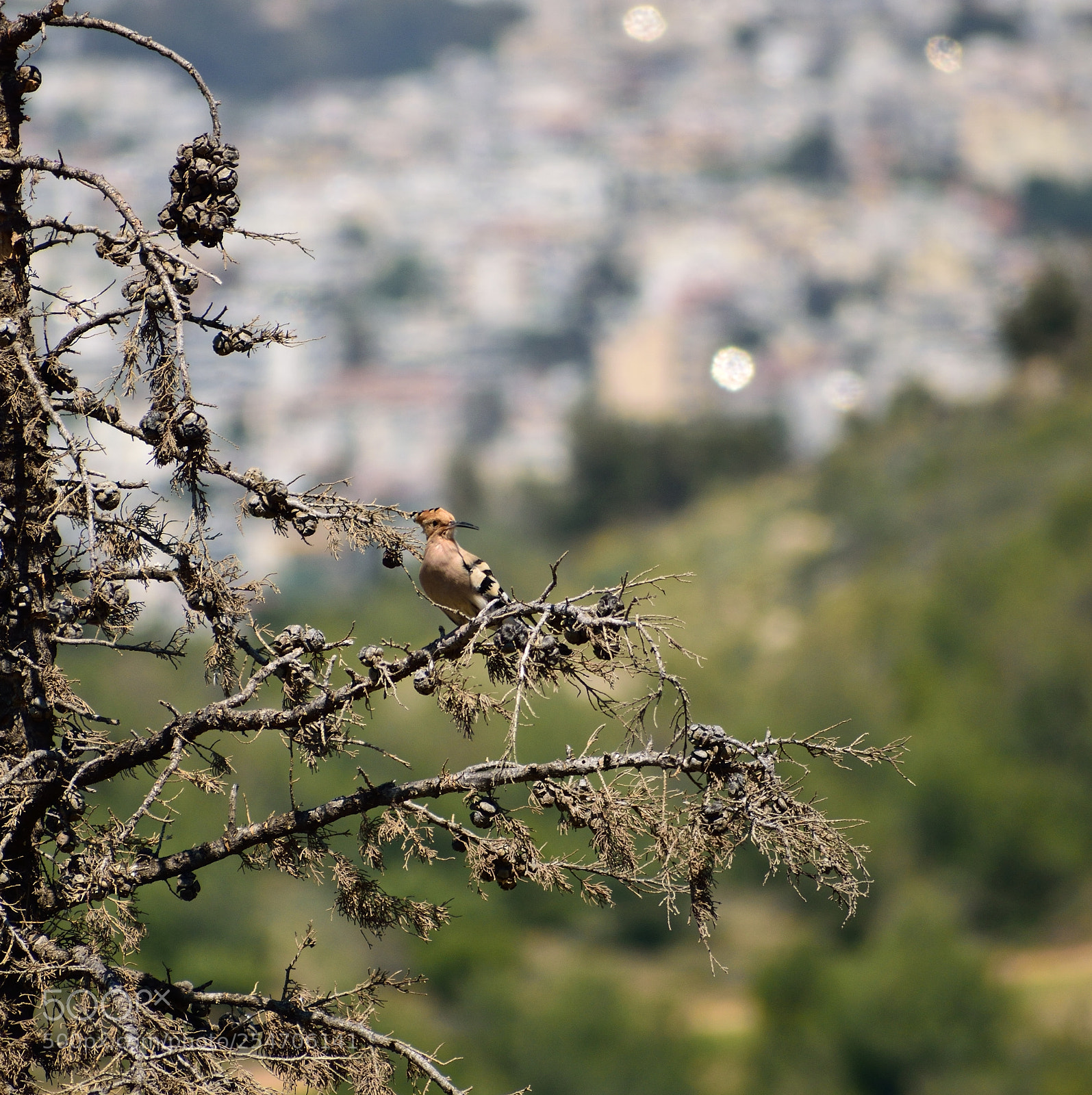 Nikon D3300 sample photo. Hoopoe sitting on a photography