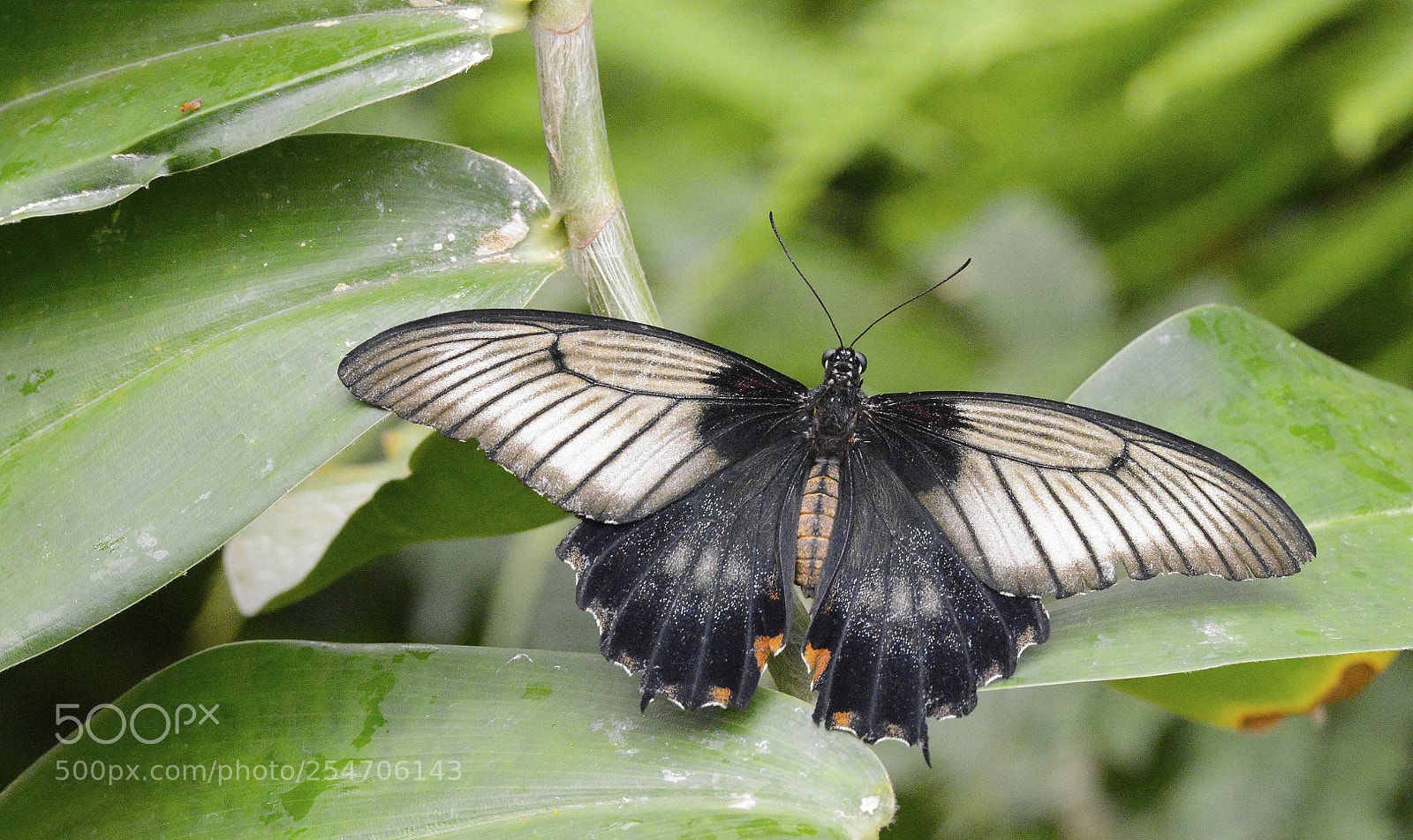 Nikon D800 sample photo. Wingspan photography