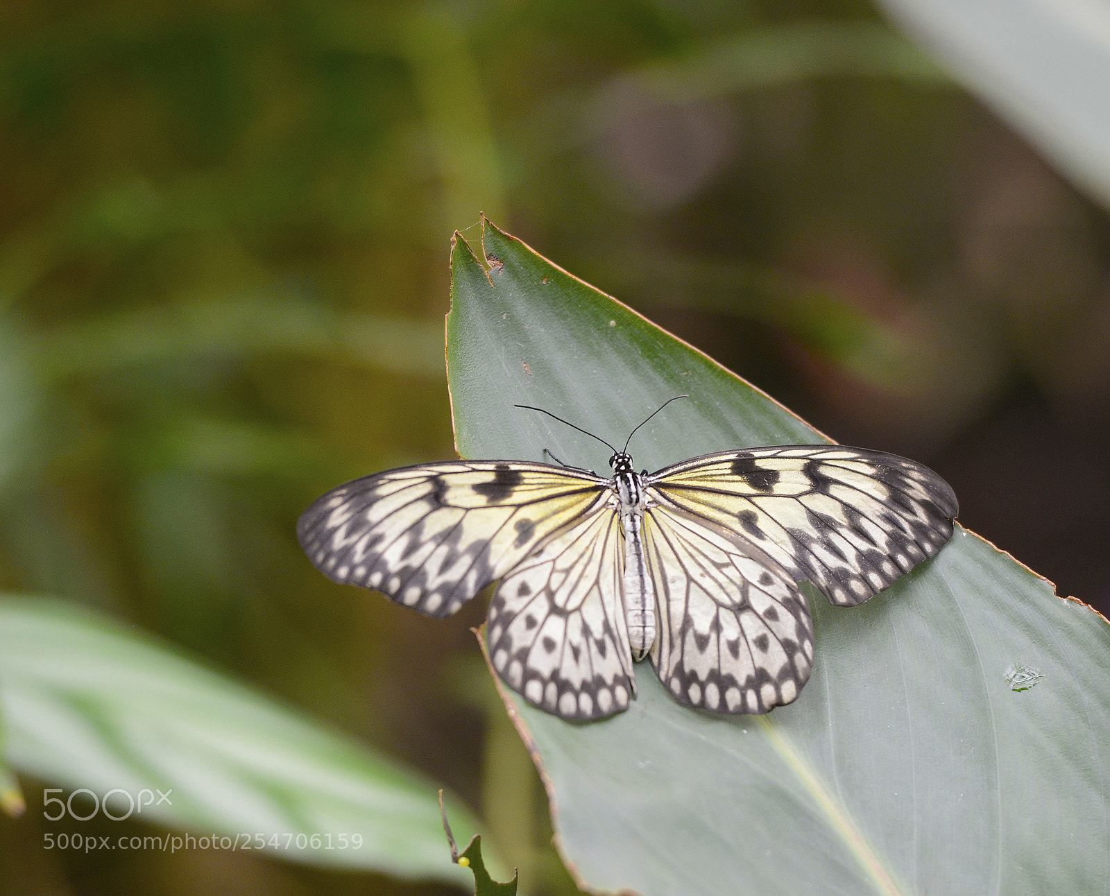 Nikon D800 sample photo. Edit photography