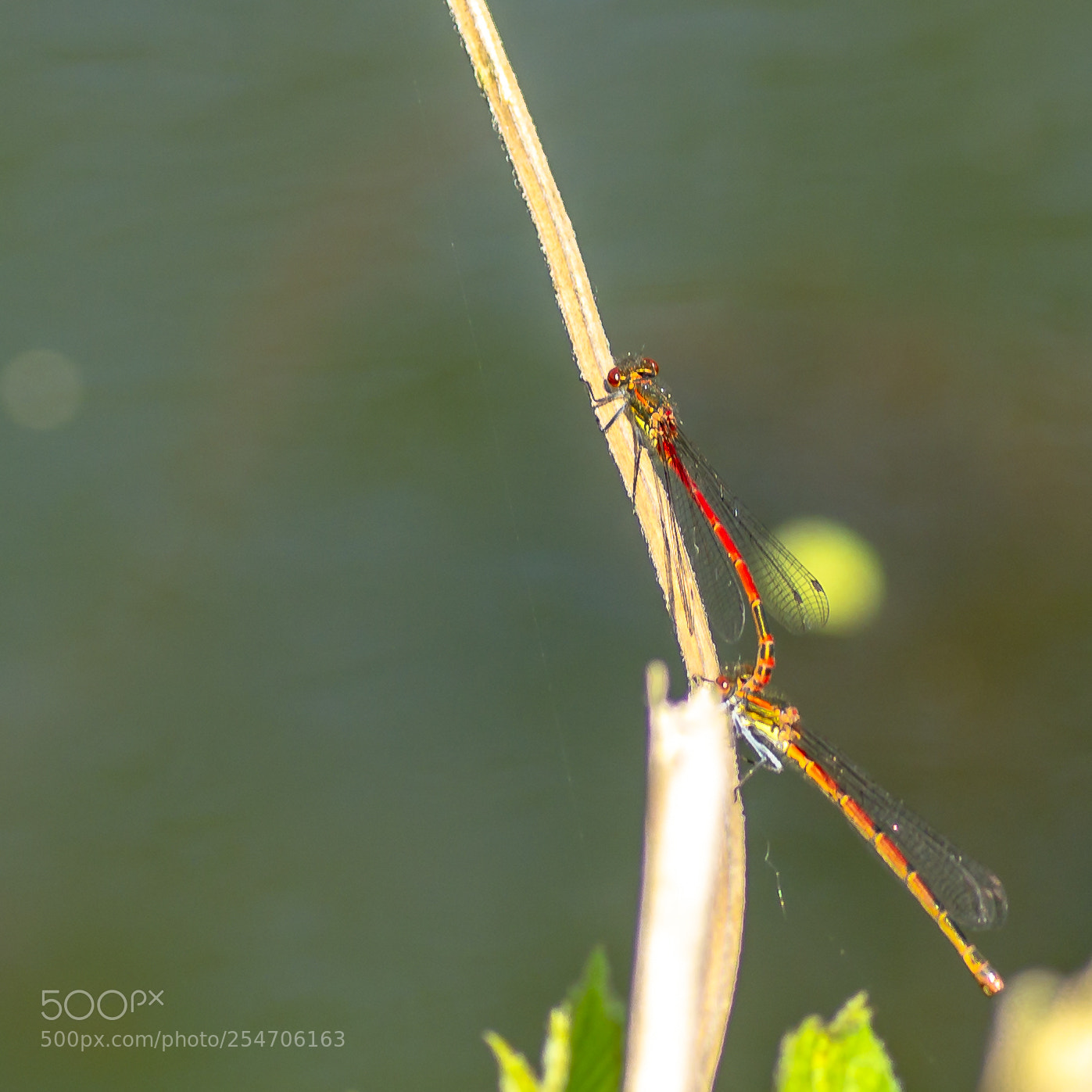 Sony SLT-A58 sample photo. Dragonfly photography