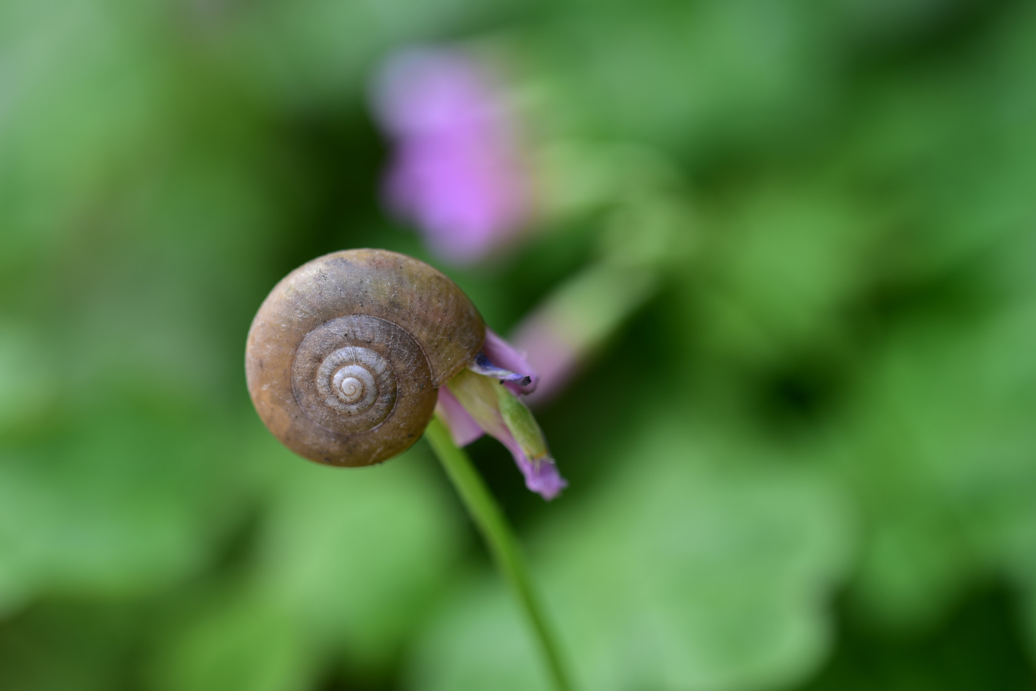 Sigma 105mm F2.8 EX DG OS HSM sample photo. 花與蝸牛 photography