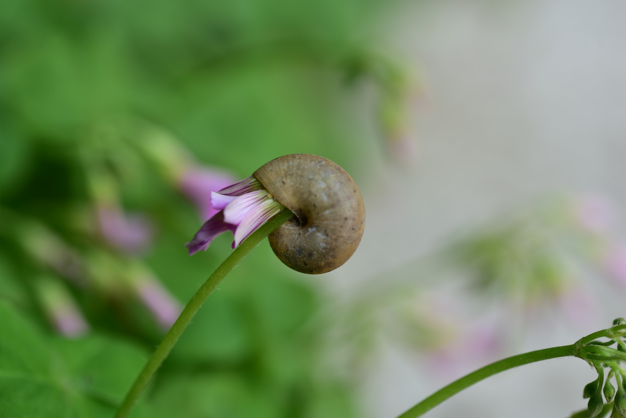 Sigma 105mm F2.8 EX DG OS HSM sample photo. 花與蝸牛 photography