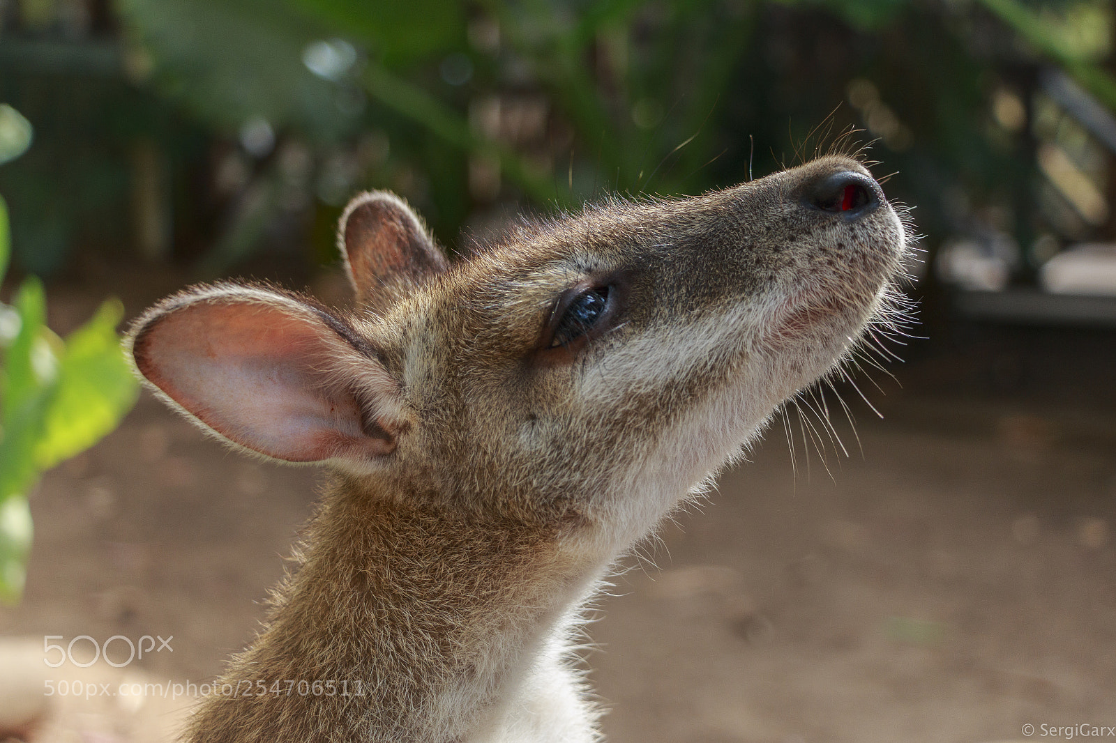 Canon EOS 70D sample photo. Cangaroo photography