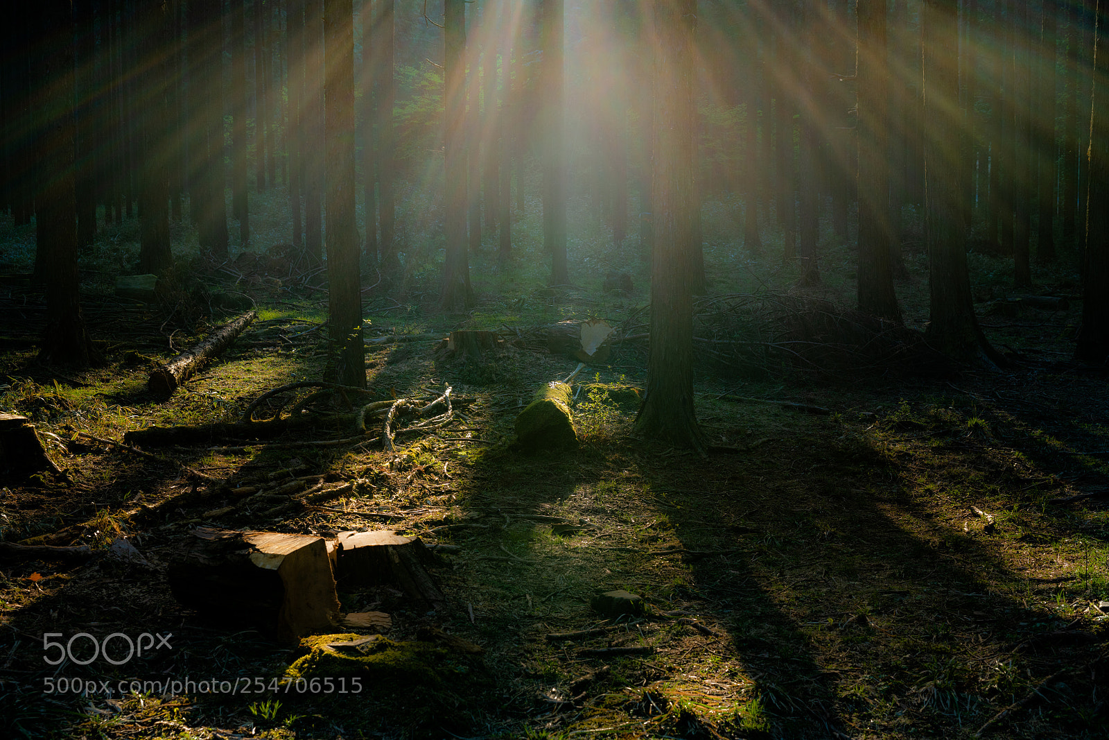 Nikon D850 sample photo. Sunbeam in the forest photography
