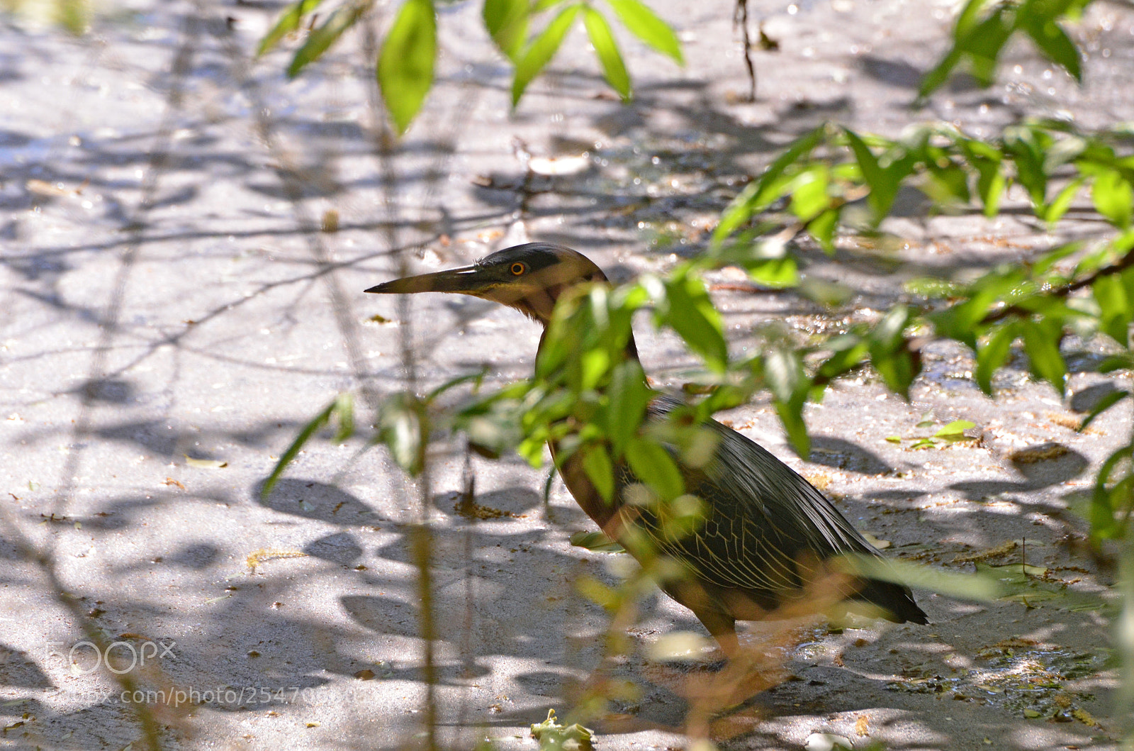 Nikon D7000 sample photo. Lurking in the shallows 2 photography