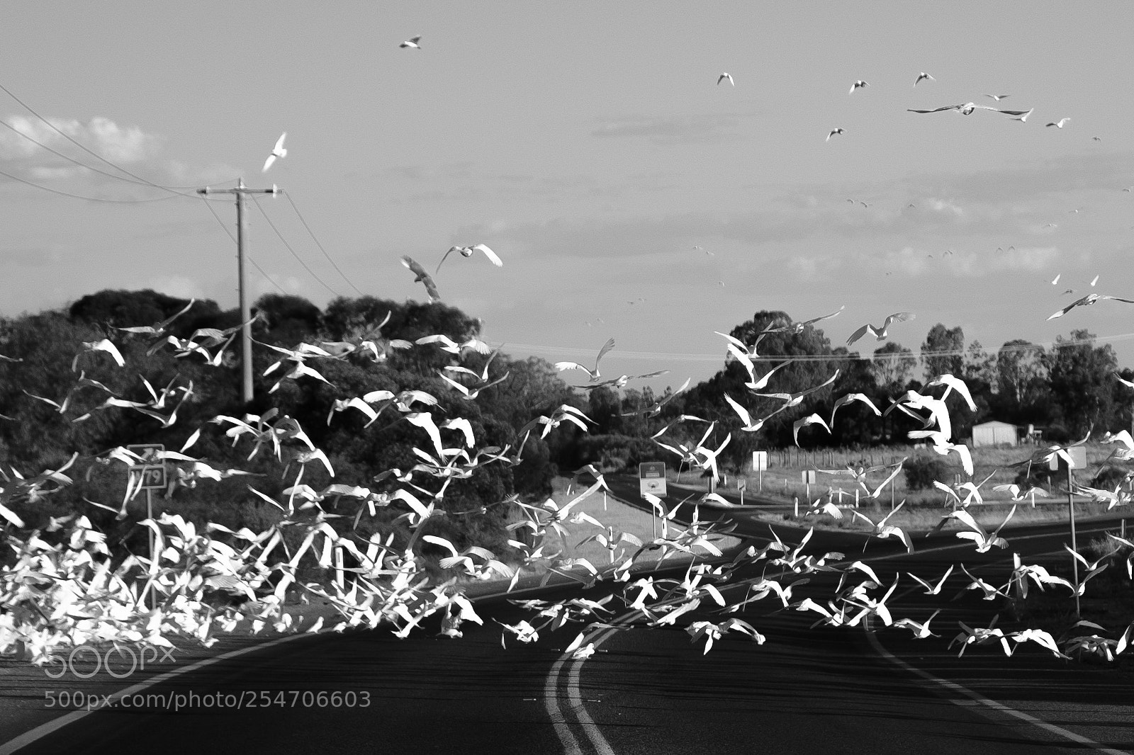 Fujifilm X-T2 sample photo. The birds photography