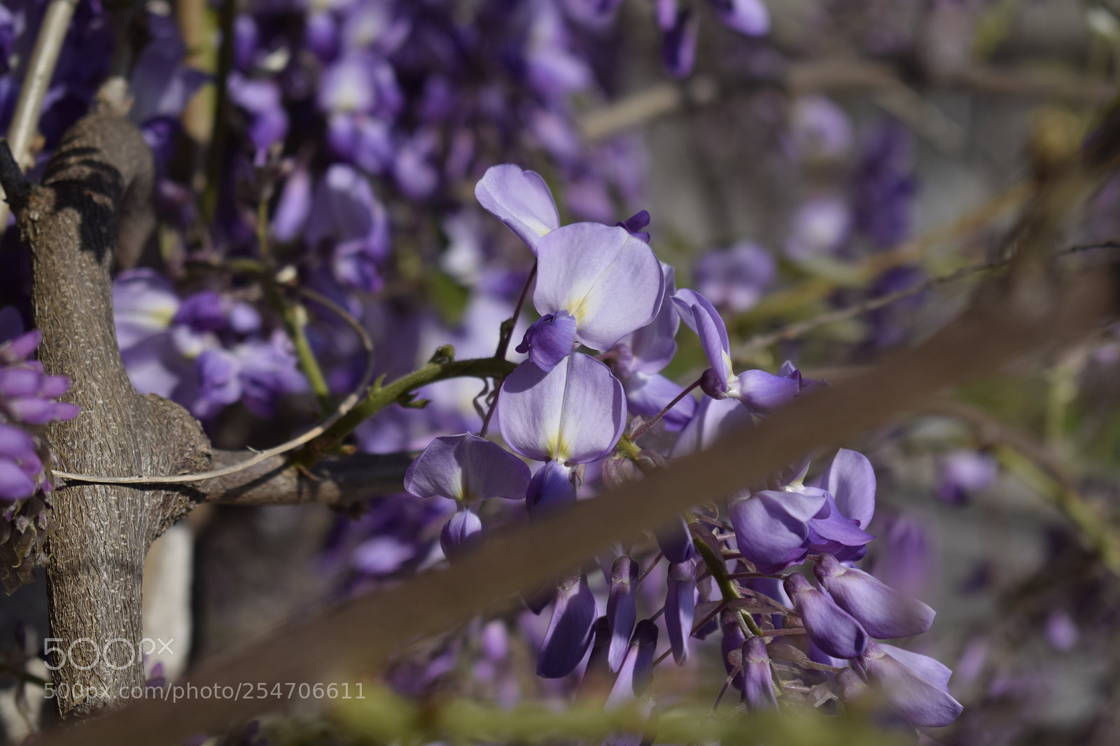Nikon D3300 sample photo. Flower photography
