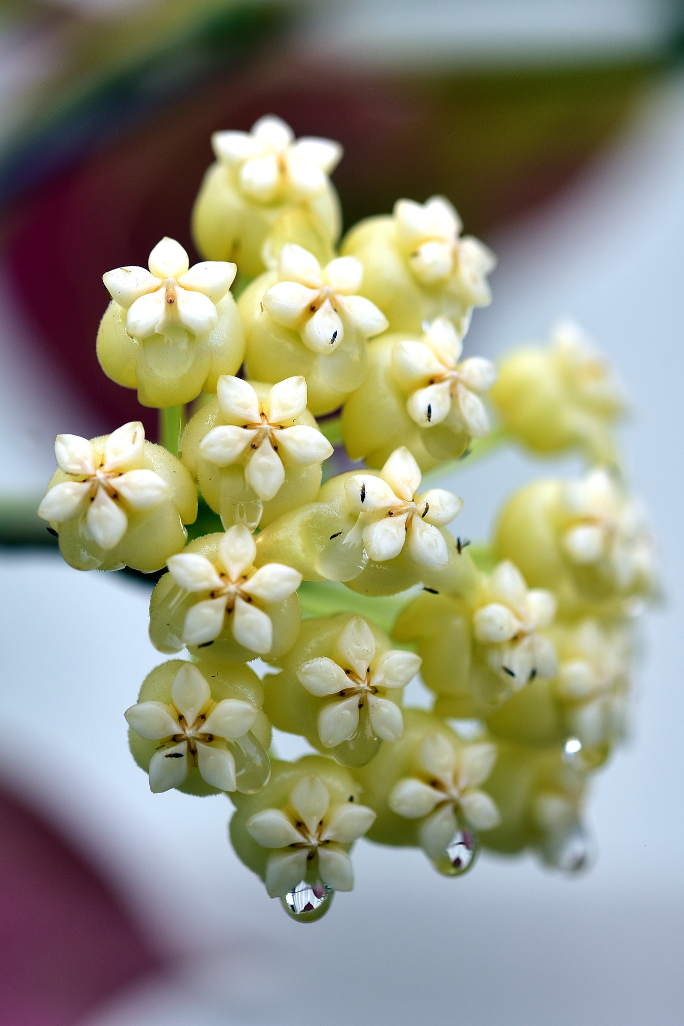 Sigma 105mm F2.8 EX DG OS HSM sample photo. 毬蘭 photography