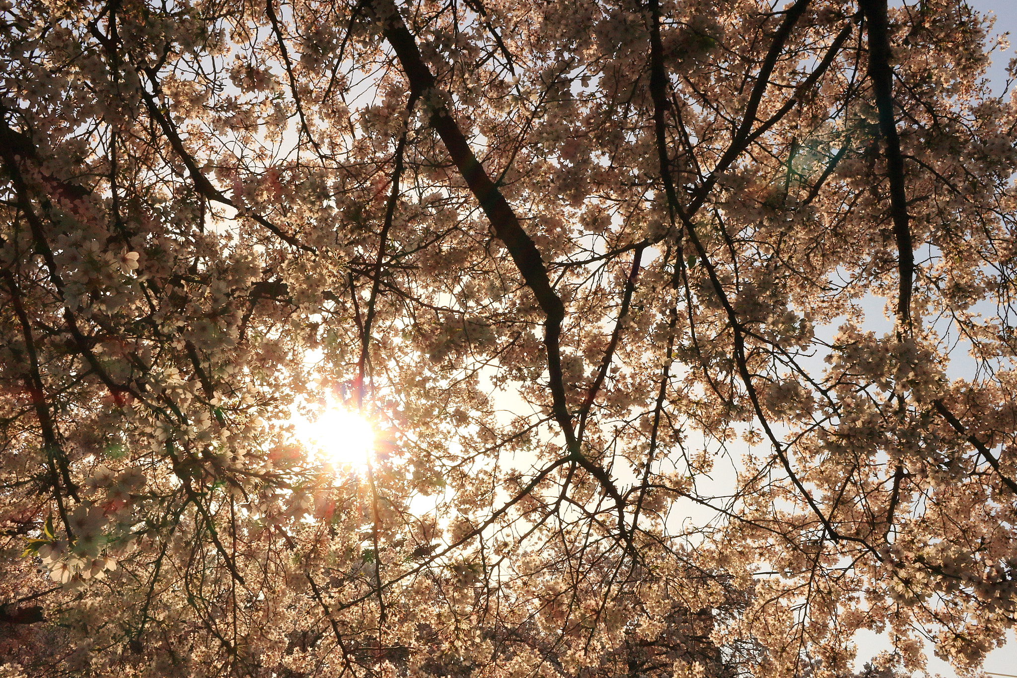 Canon EOS 100D (EOS Rebel SL1 / EOS Kiss X7) + Canon EF-S 24mm F2.8 STM sample photo. The sun shining beyond the cherry blossoms photography