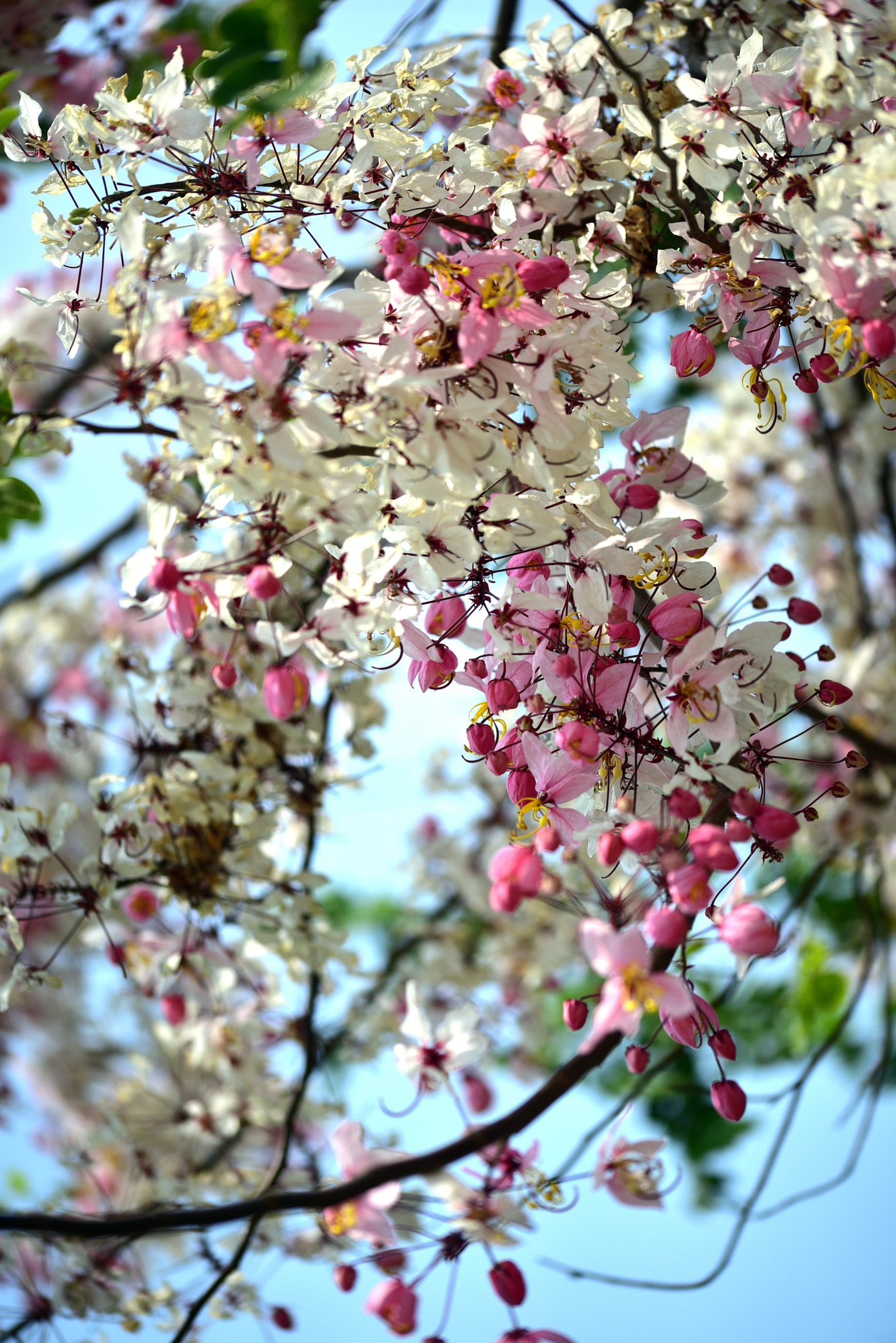 Sigma 105mm F2.8 EX DG OS HSM sample photo. 花旗木 photography
