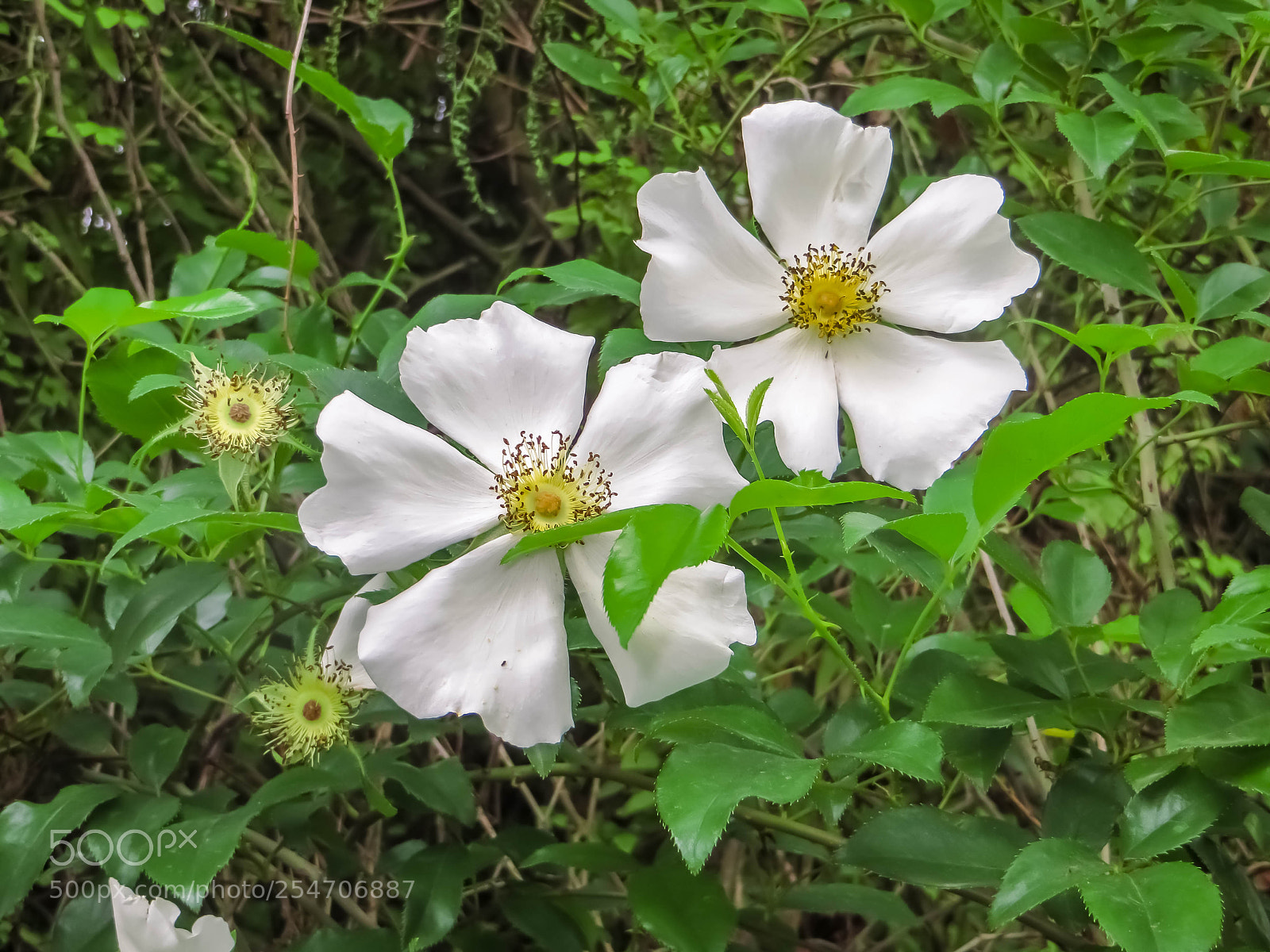 Canon PowerShot SX240 HS sample photo. 洁白的金樱子花 photography