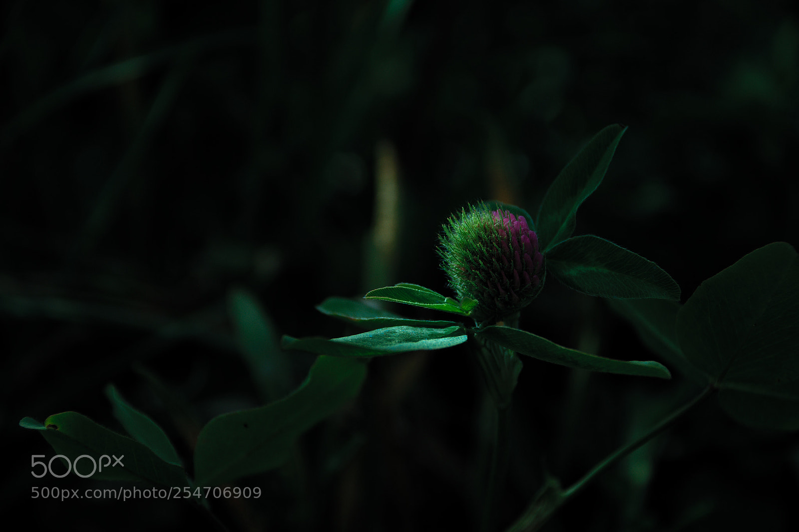 Nikon D5000 sample photo. Revolution photography