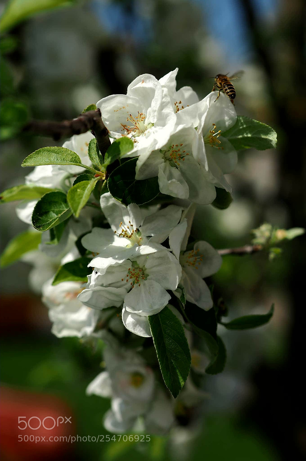 Olympus OM-D E-M1 Mark II sample photo. Untitled photography