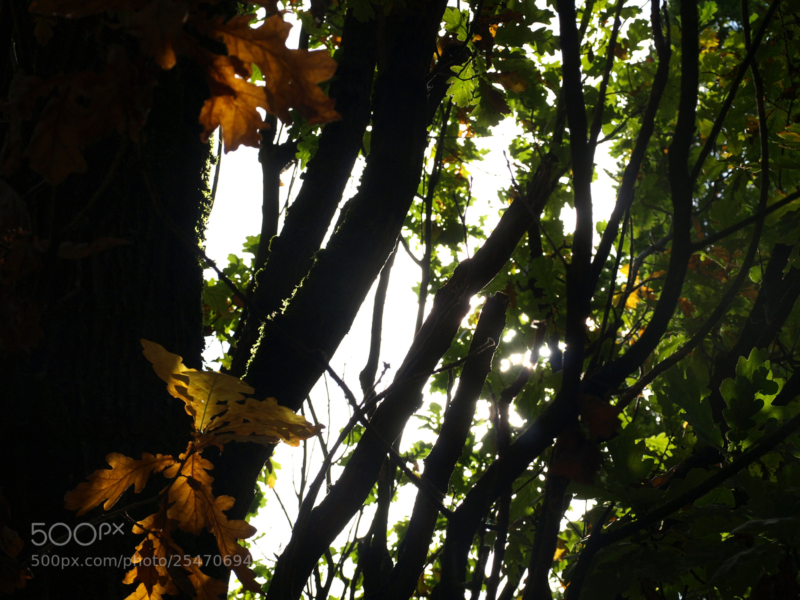 Olympus E-510 (EVOLT E-510) sample photo. Mysteries photography