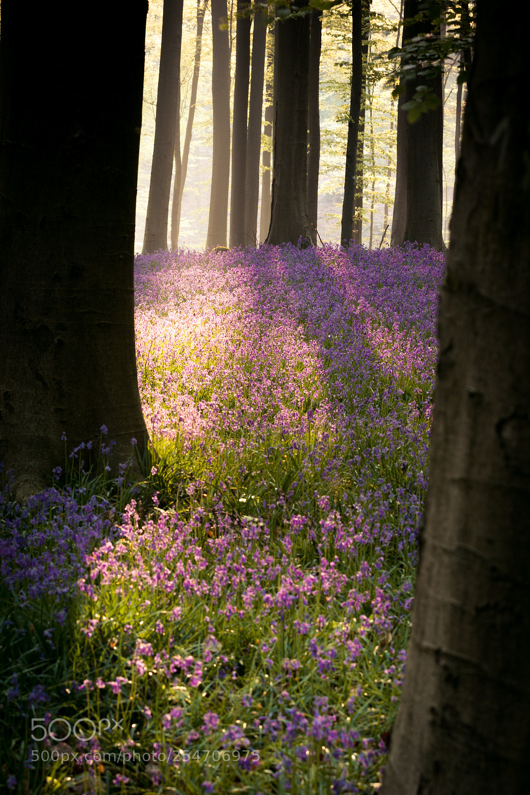 Canon EOS 7D Mark II sample photo. Hallerbos in the morning photography