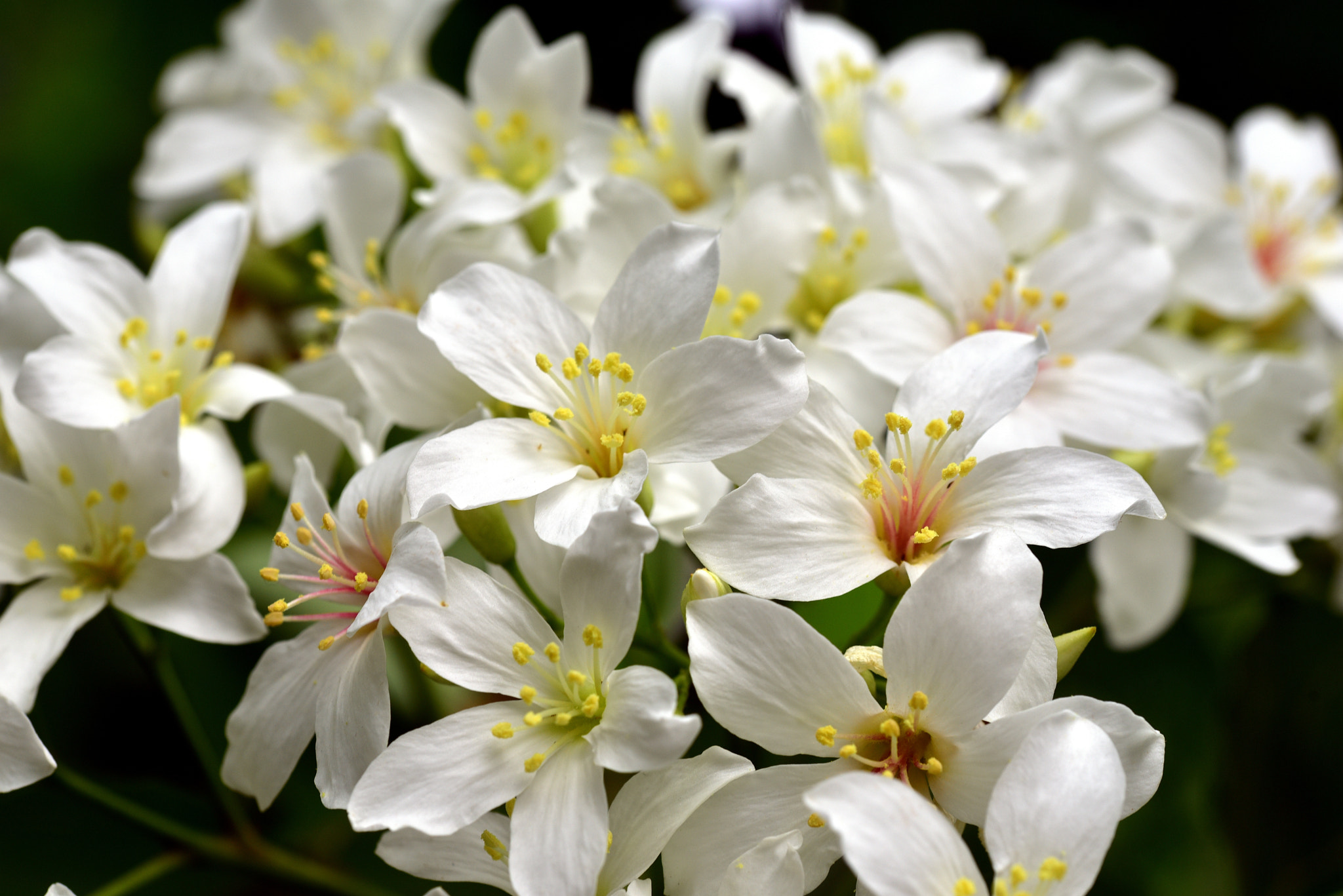 Sigma 105mm F2.8 EX DG OS HSM sample photo. 油桐花 photography