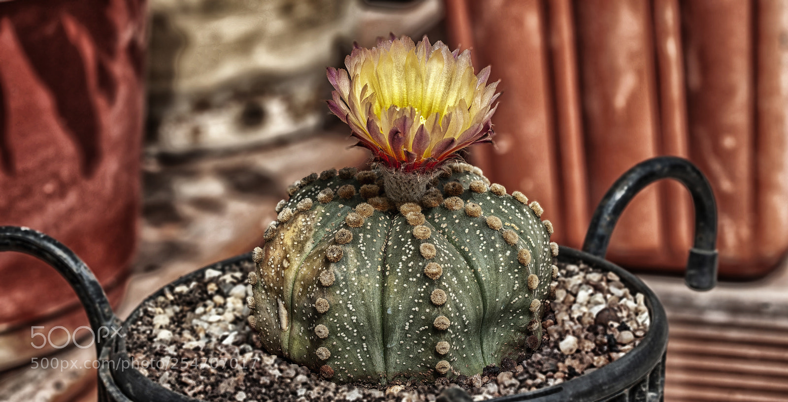 Nikon D700 sample photo. Cactus photography