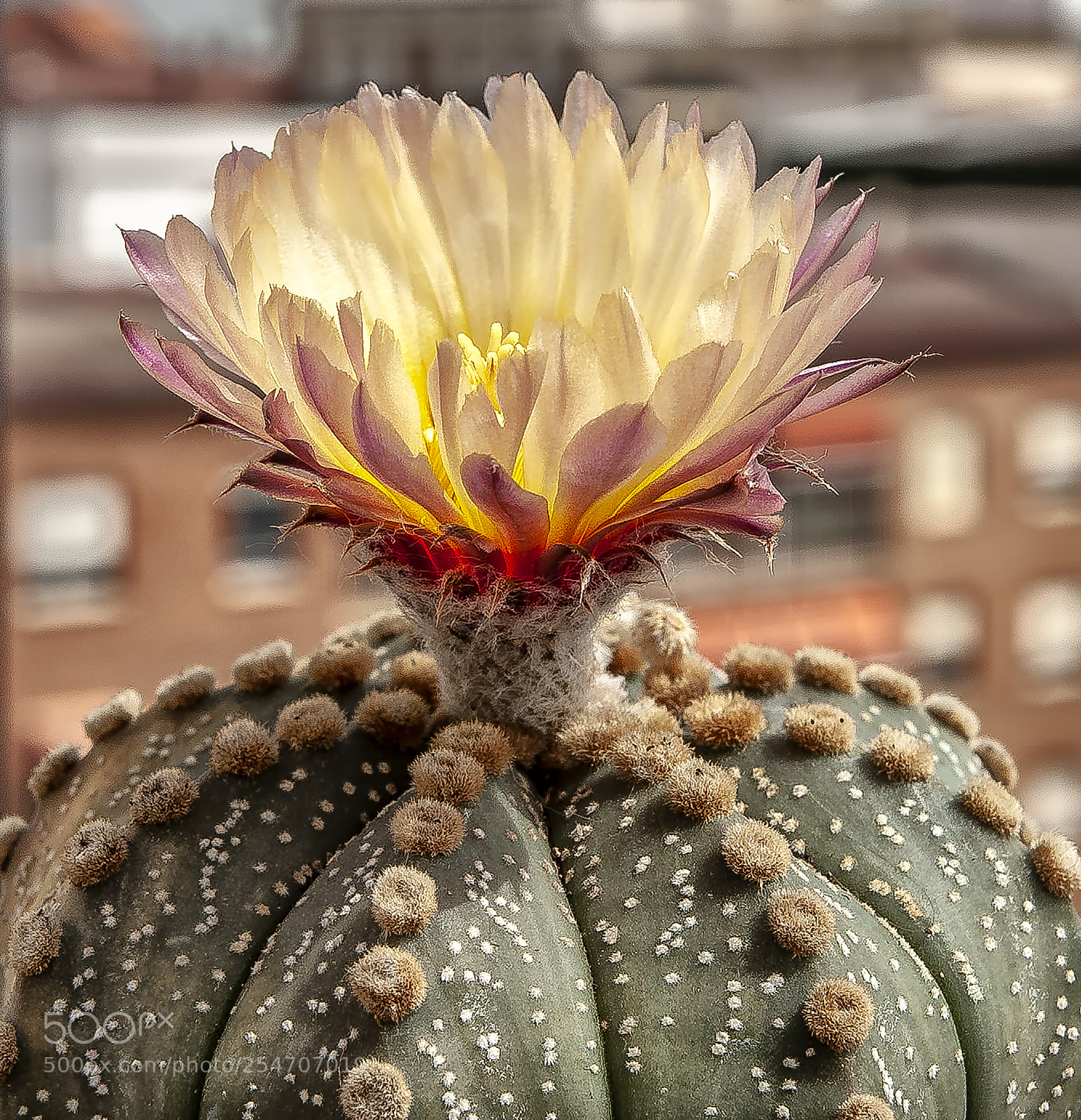Nikon D700 sample photo. Cactus photography