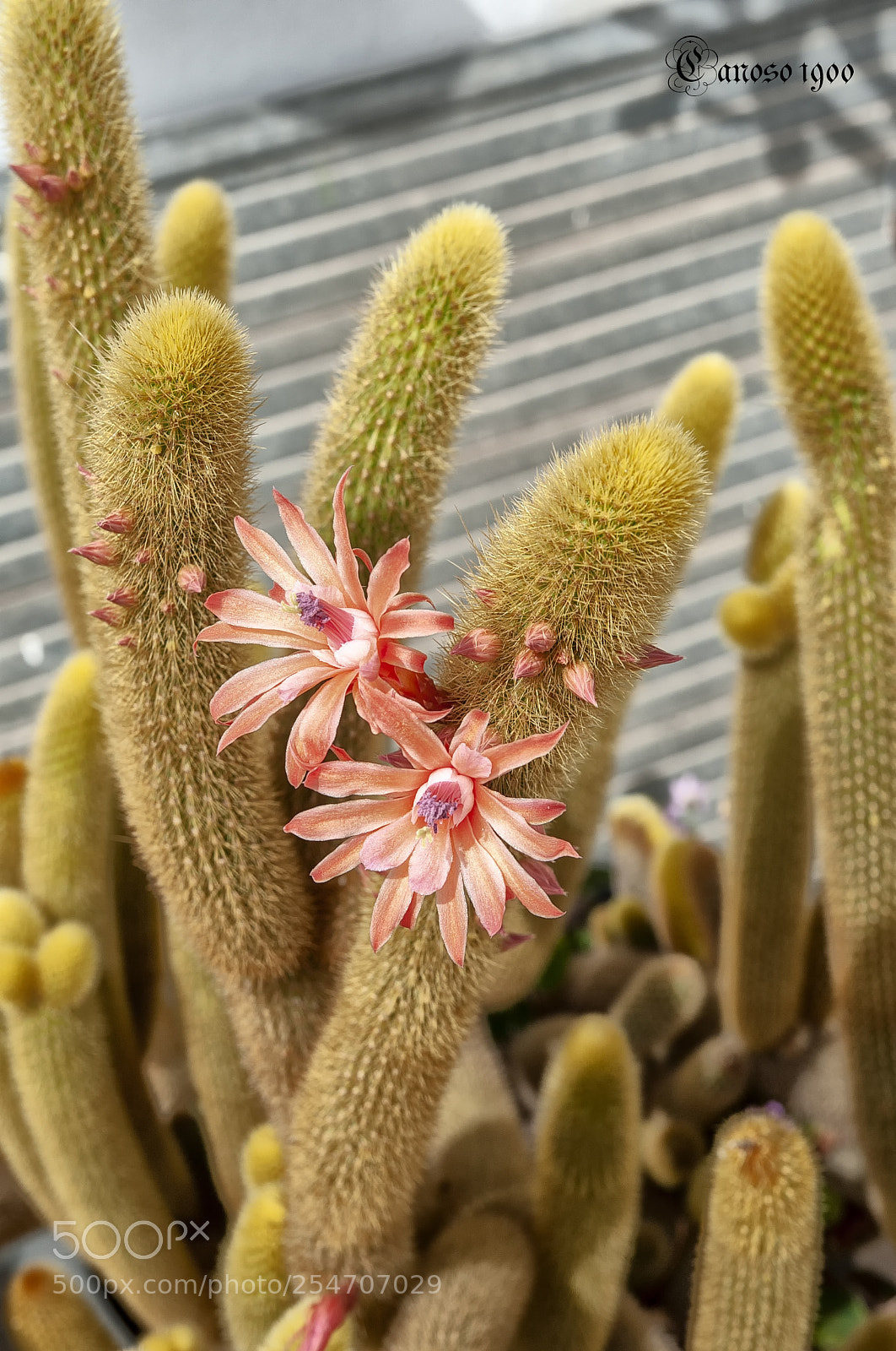 Nikon D700 sample photo. Cactus photography