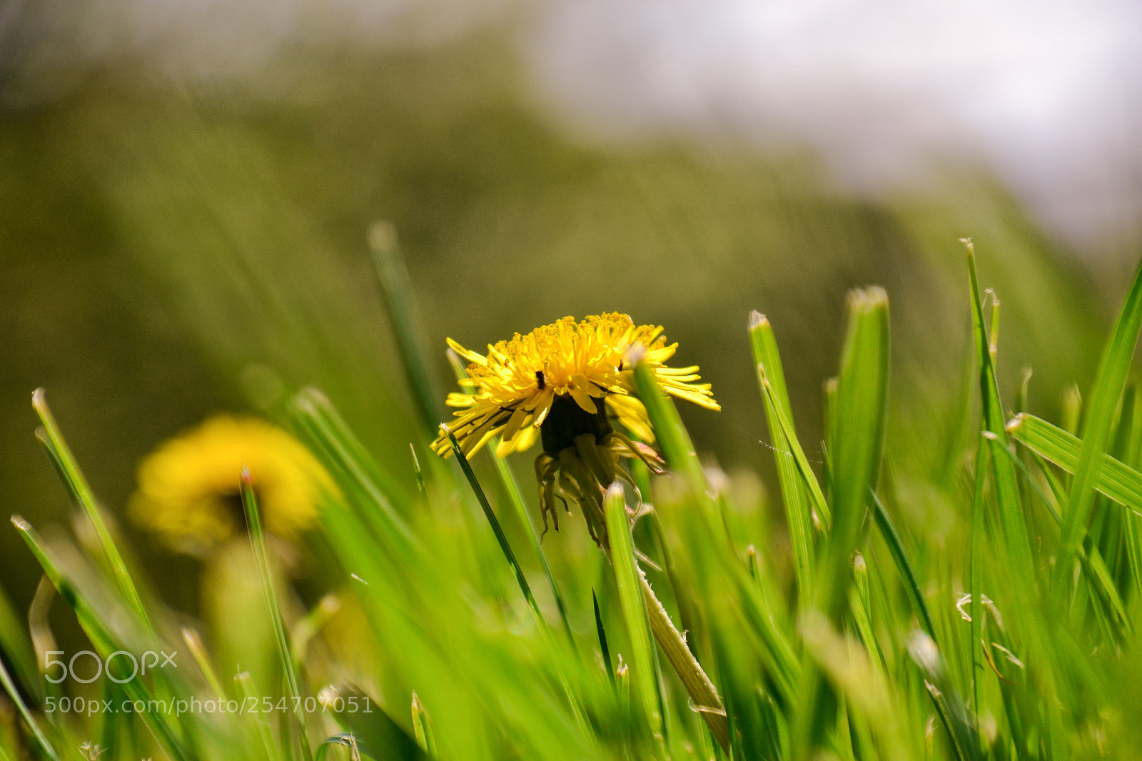 Nikon D3100 sample photo. Lovely spring photography
