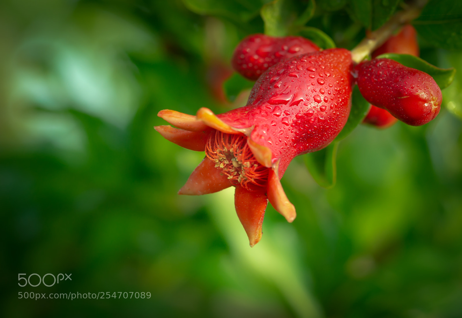 Nikon D610 sample photo. Pomegranate photography