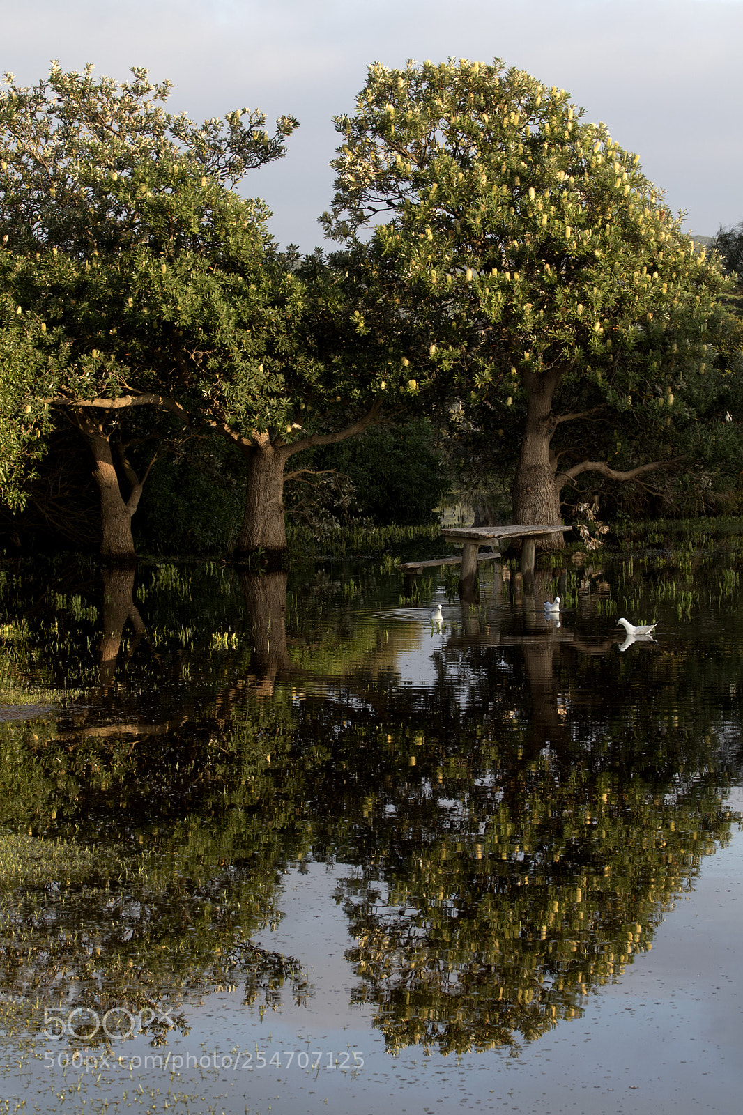 Canon EOS 7D Mark II sample photo. Swamp photography