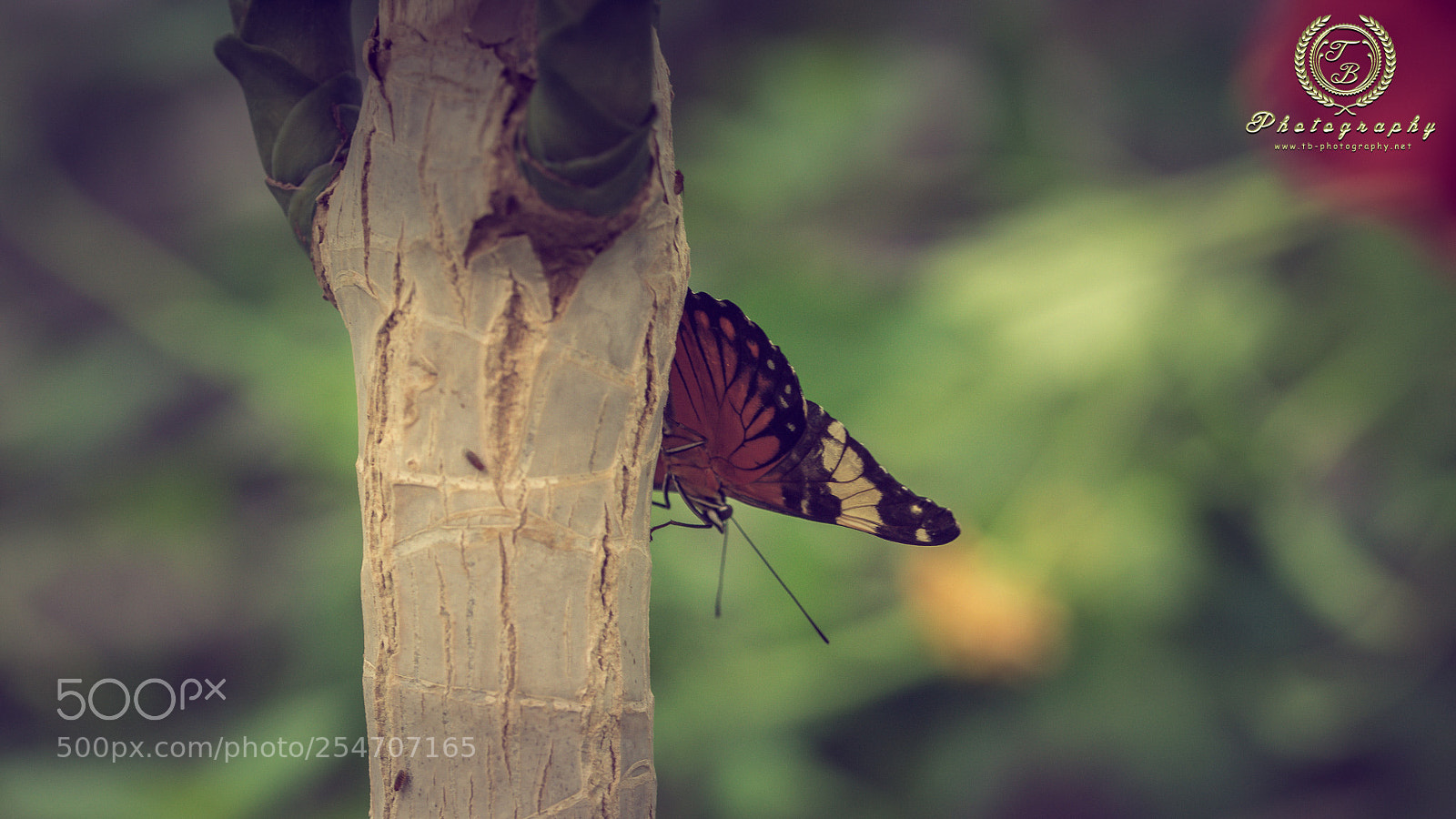 Nikon D7200 sample photo. Wei brauner schwarzer schmetterling photography