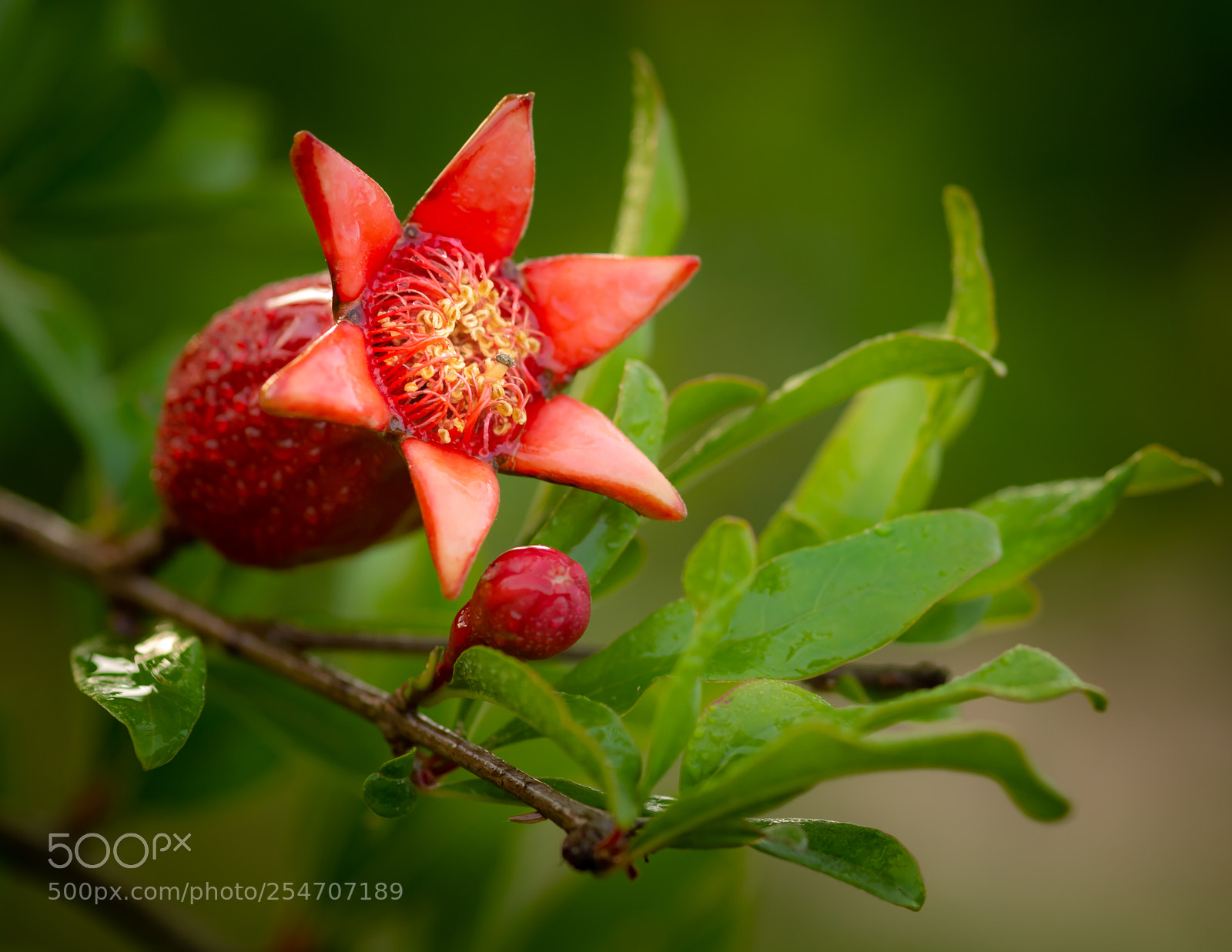 Nikon D610 sample photo. Pomegranate photography