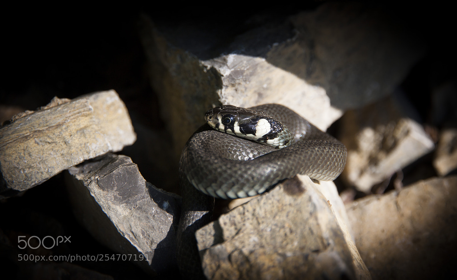Canon EOS 50D sample photo. Grass snake photography