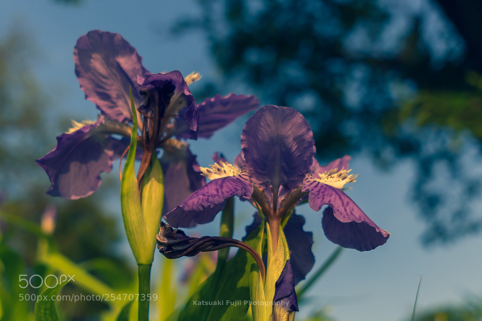 Olympus OM-D E-M10 sample photo. Iris flowers basking in photography