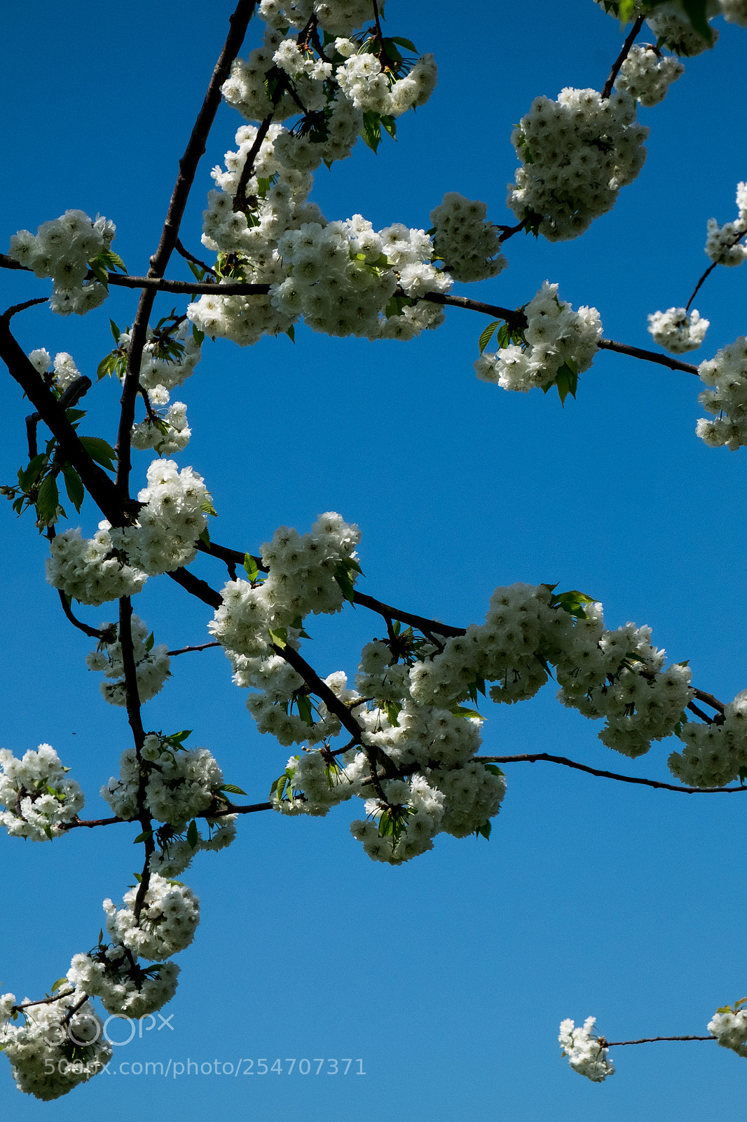 Fujifilm X-T10 sample photo. Victoria park london photography